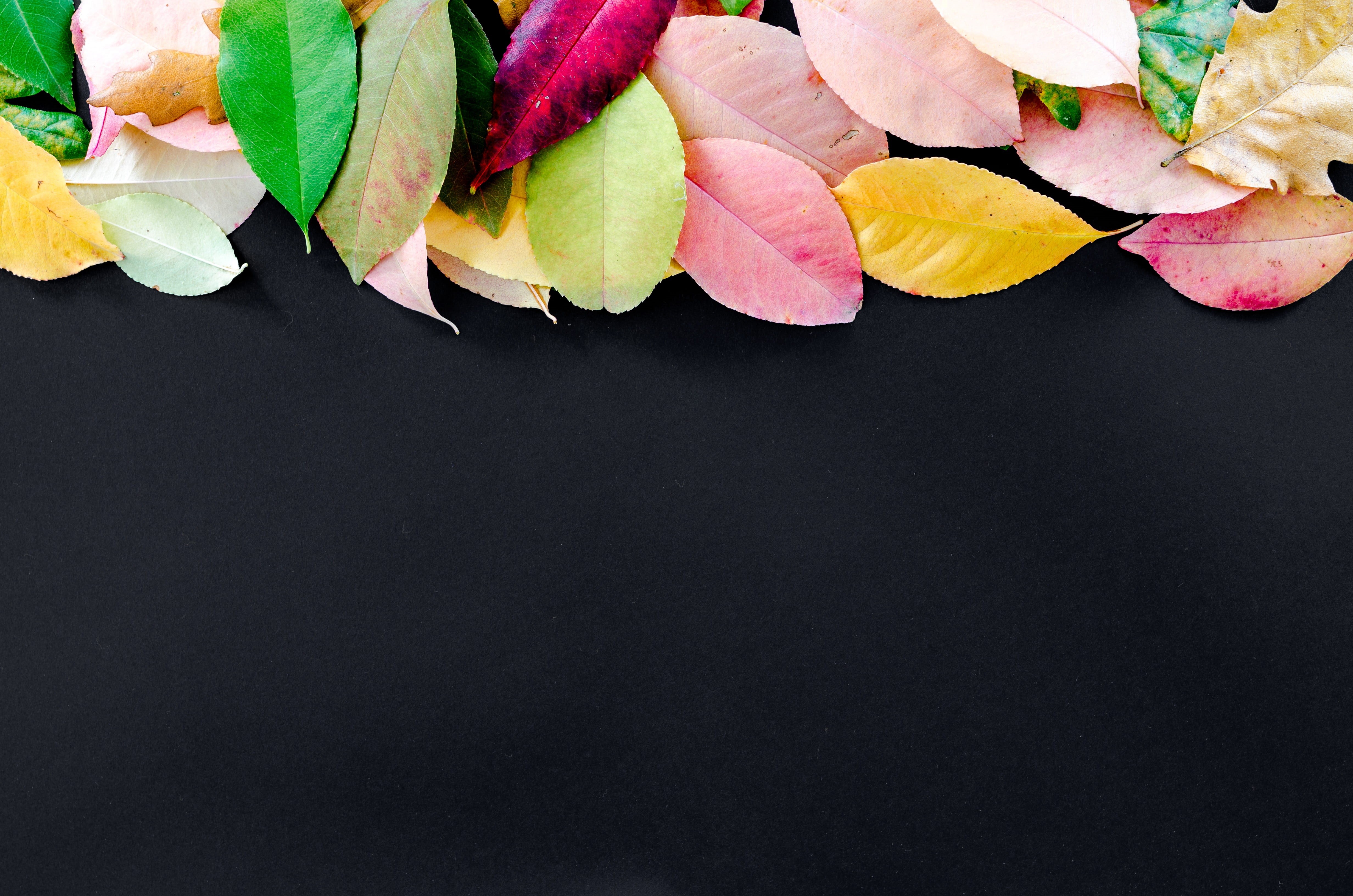 close-up, plant, autumn, natural, illustration, vibrant, beautiful, black background, freshness, plant part, abstract, red, tree, still life, border, closeup, HD Wallpaper