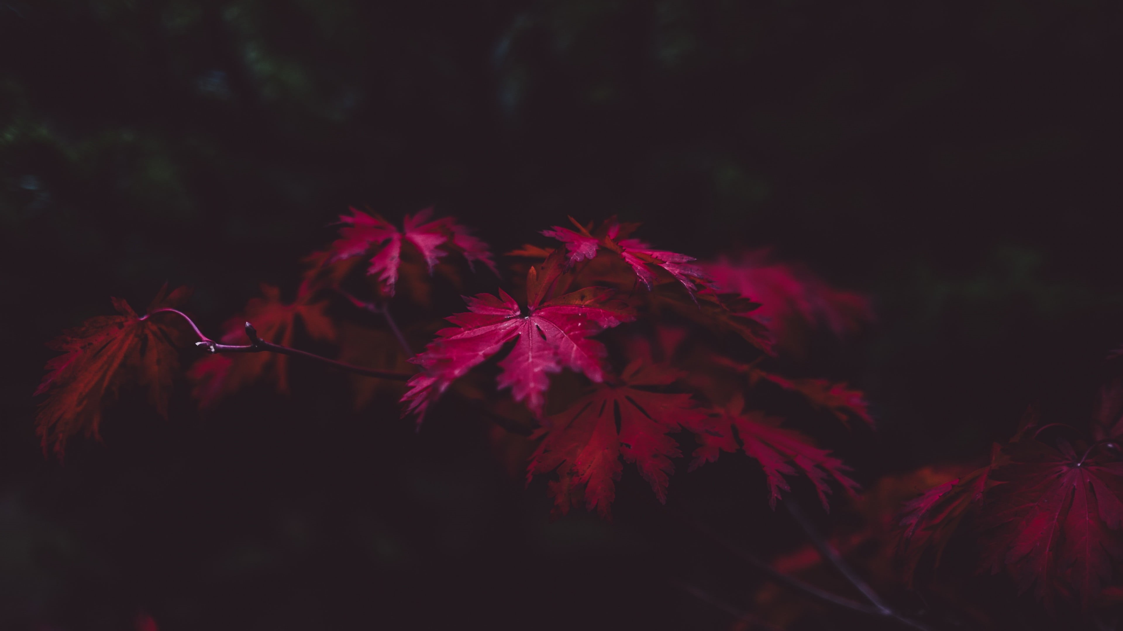 selective focus, flower, autumn, plant, 4K, green Color, plant part, season, tree, selective, beauty In Nature, red, fragility, night, fall, nature, branch, HD Wallpaper
