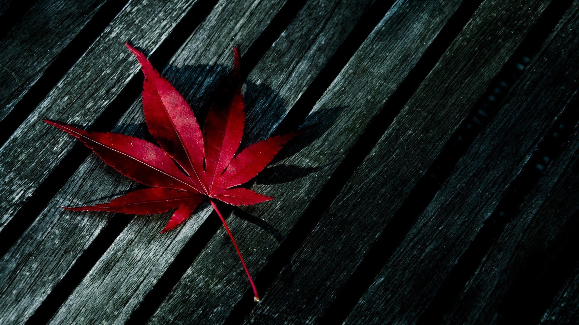 season, maple, textured, plant, black, maple Tree, green Color, close-up, clean, vulnerability, plant part, table, fall, outdoors, yellow, macro, multi Colored, HD Wallpaper