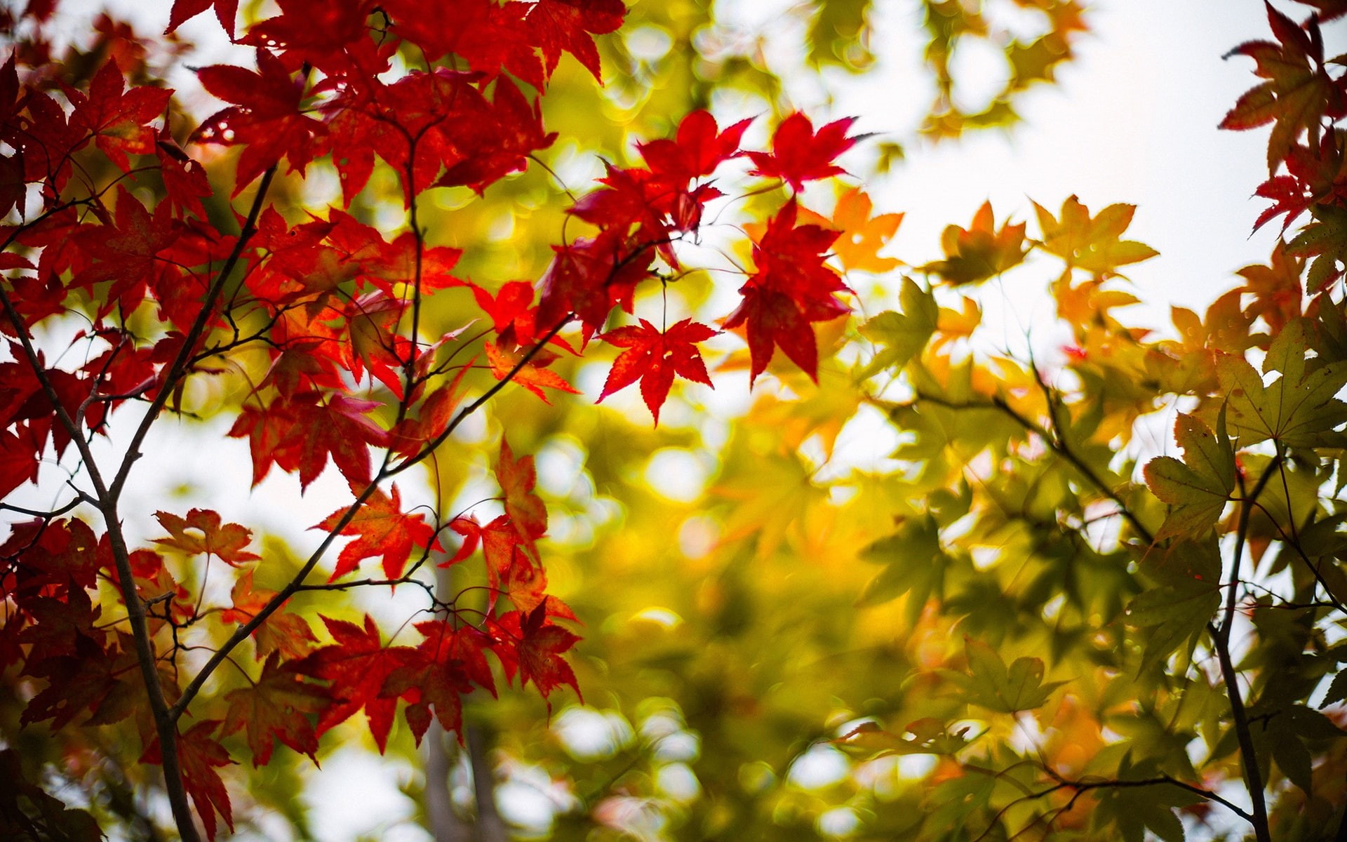 green, Autumn, Blur, Leaves, Yellow, Maple, 1080P, Branches, Red, HD Wallpaper