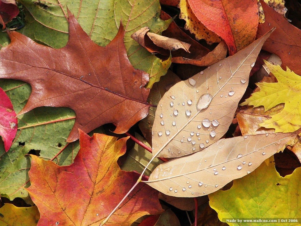 no people, beauty in nature, water, fragility, leaf, leaf vein, dry, nature, vulnerability, drop, 480P, change, dew, green, maple leaf, plant, plant part, HD Wallpaper