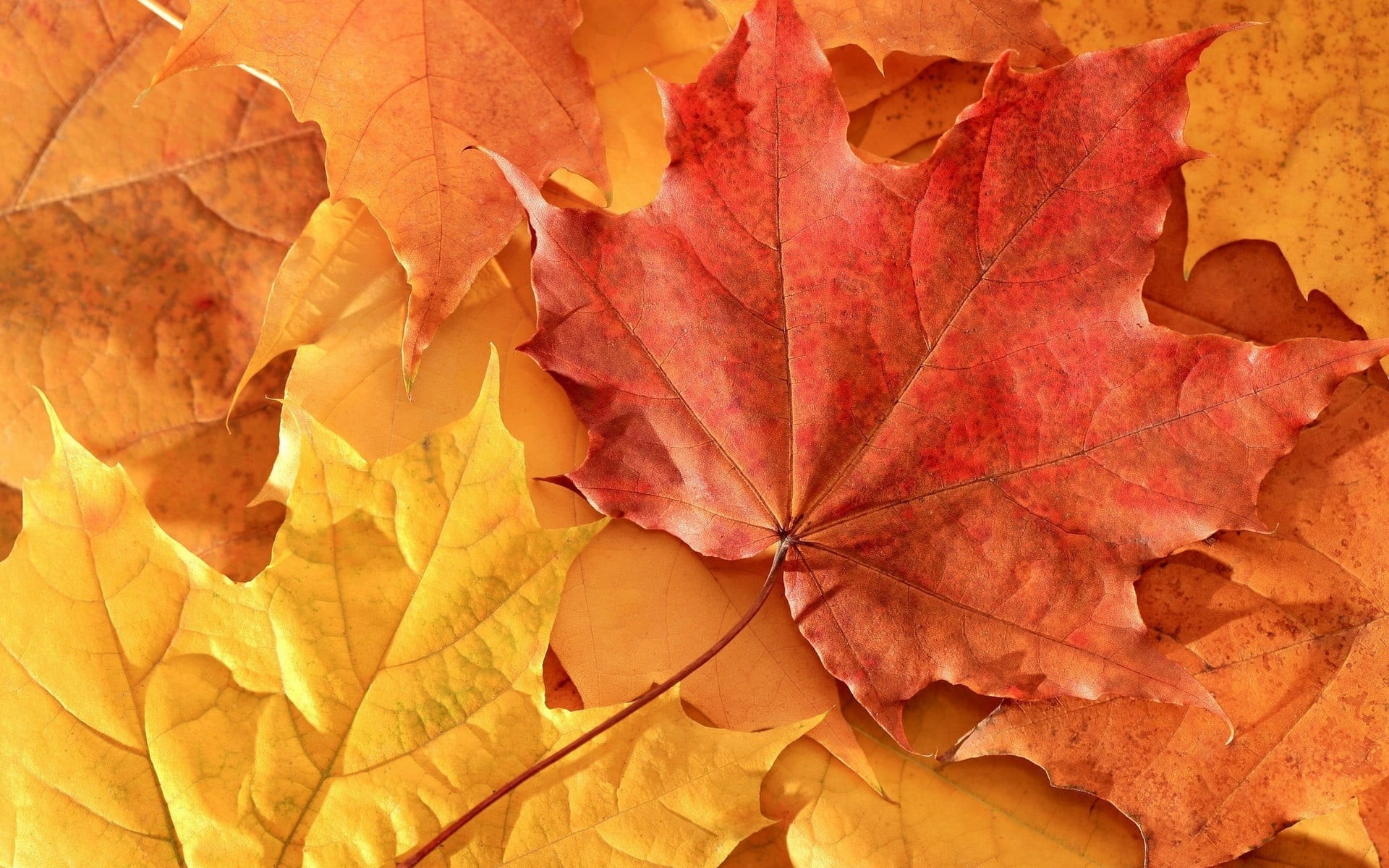 day, brown, autumn, abstract, no People, macro, plant part, red, october, outdoors, change, 1080P, leaf, textured, tree, leaves, multi Colored, vulnerability, HD Wallpaper