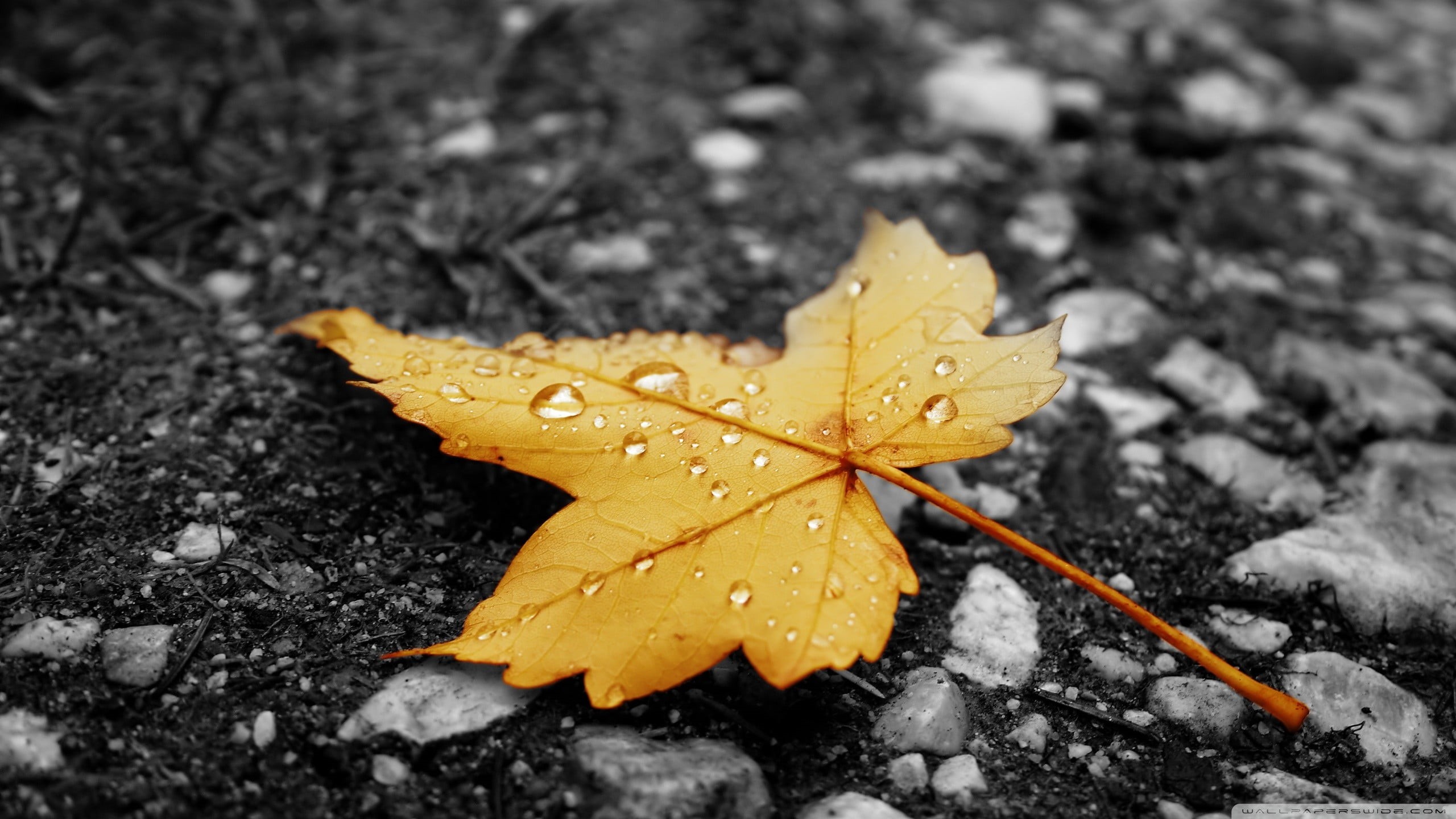 raindrop, maple leaf, leaves, vulnerability, plant, rain, selective coloring, fragility, no people, close-up, macro, change, drop, day, maple, autumn, winter, HD Wallpaper