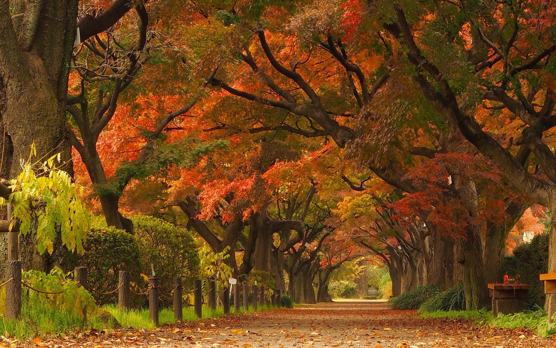 landscape, park, the way forward, autumn collection, street, nature, direction, tree, trees, autumn, tunnel, tranquil scene, leaves, maple leaves, outdoors, HD Wallpaper
