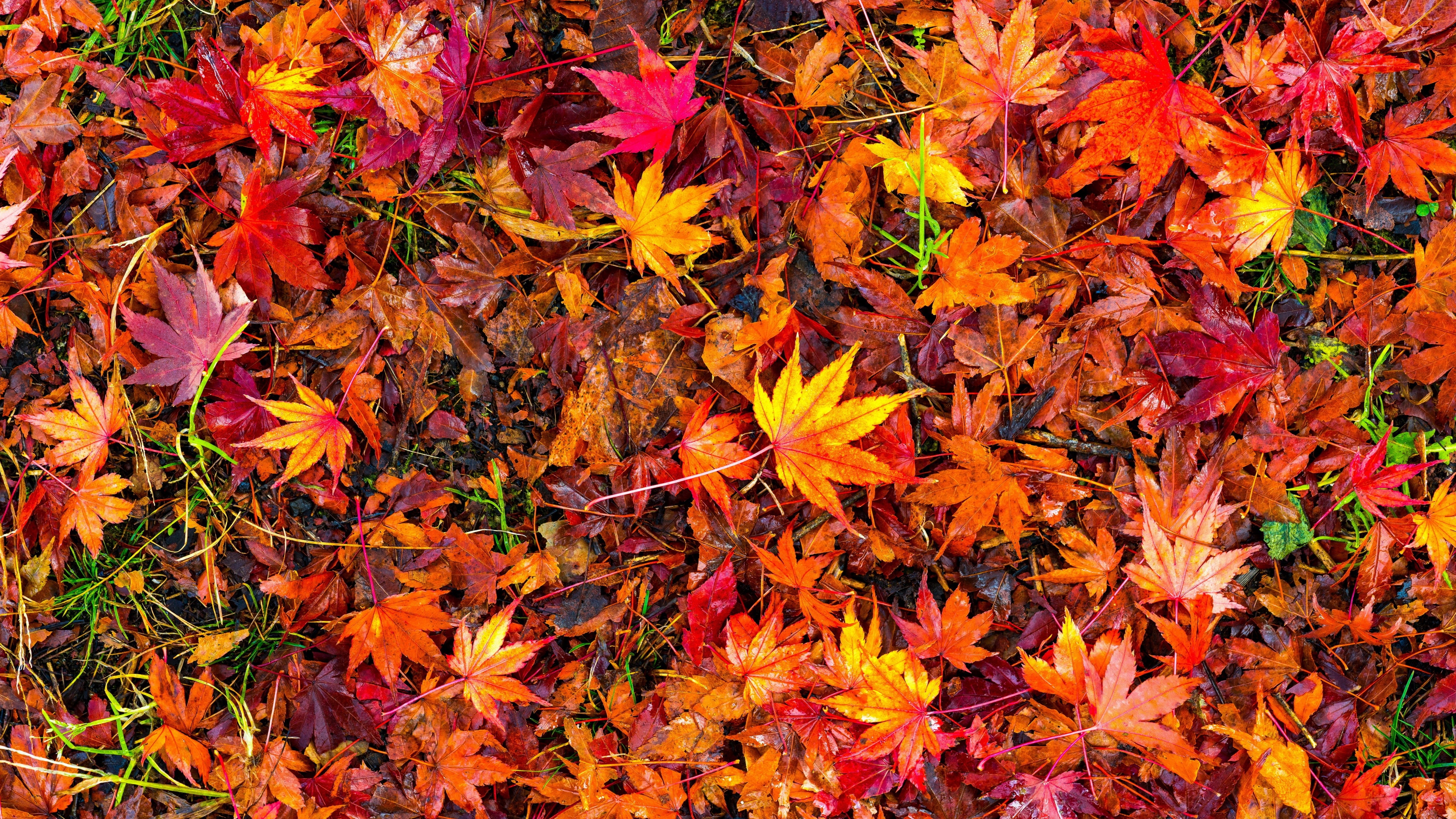 foliage, autumn, leaves, red, 5K, autumn leaves, red leaves, leaf, HD Wallpaper