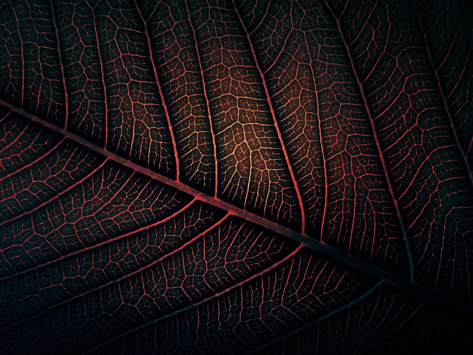 growth, abstract, leaf, autumn, detail, high angle view, leaf Vein, forest, plant part, artwork, indoors, textured, plant, 720P, leaves, fragility, summer, HD Wallpaper