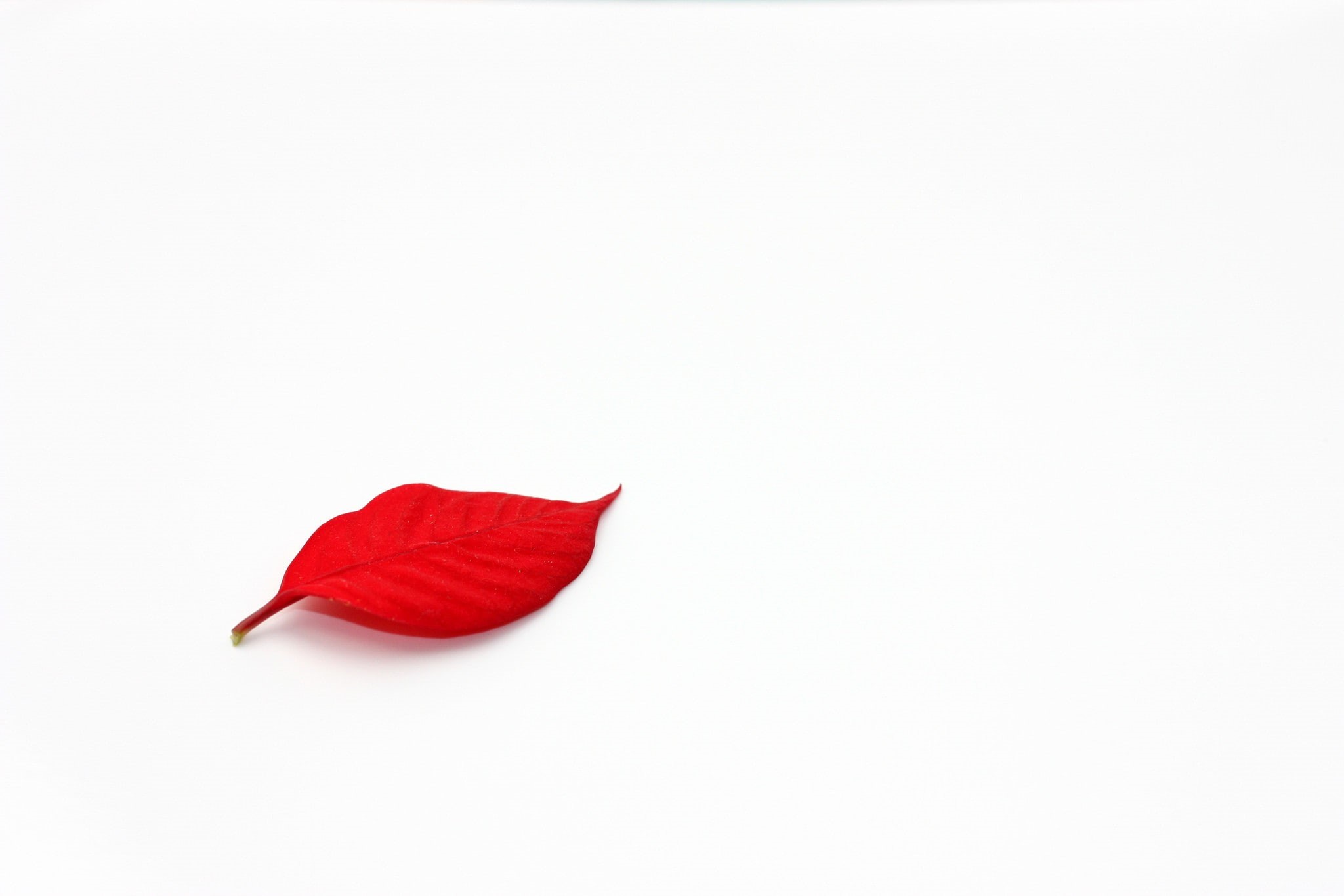 leaves, close-up, studio shot, petal, freshness, flower head, flower, no people, minimalism, nature, white, fragility, 1080P, red, leaf, indoors, beauty in nature, HD Wallpaper