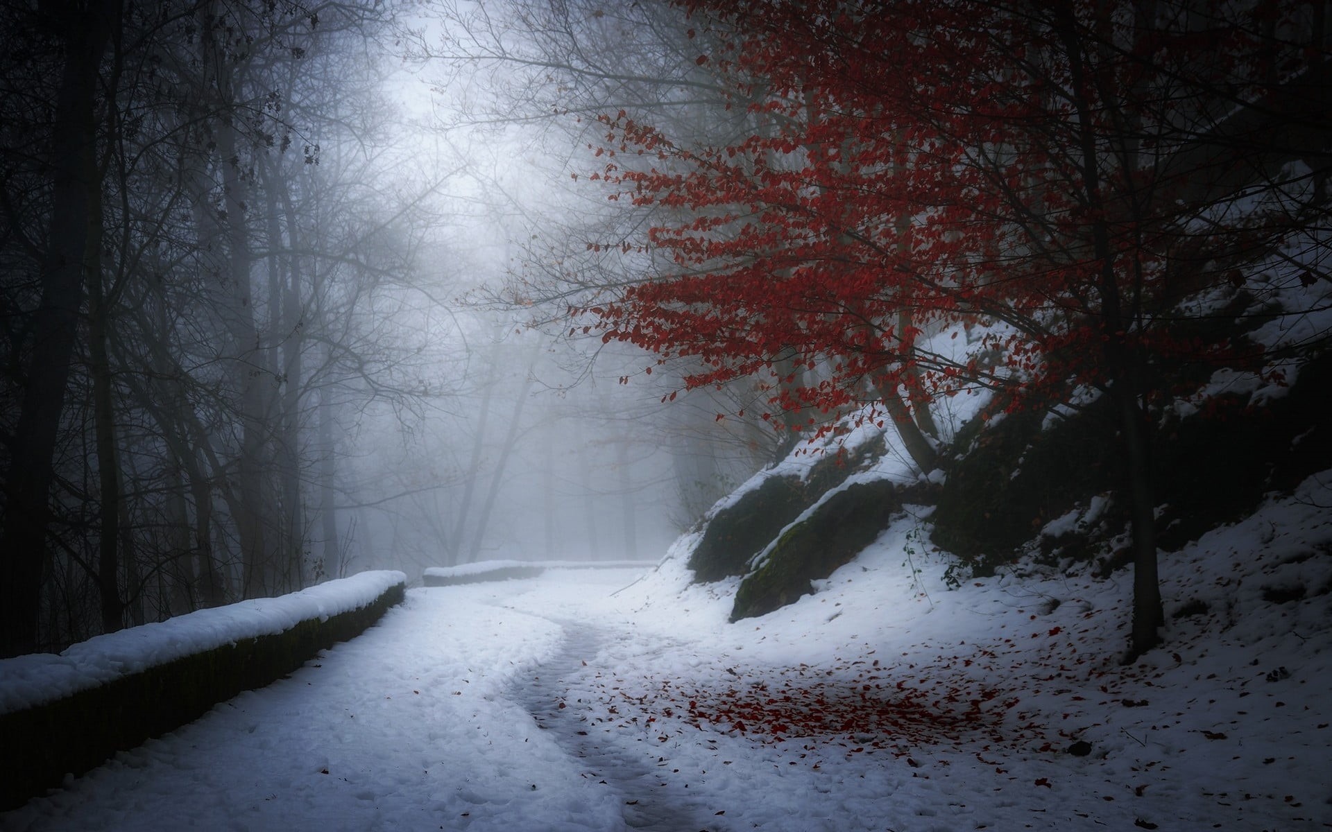 white, mystery, dark, frost, weather, no People, France, 1080P, cold, fog, tree, forest, light - Natural Phenomenon, landscape, rural Scene, mist, beauty In Nature, HD Wallpaper