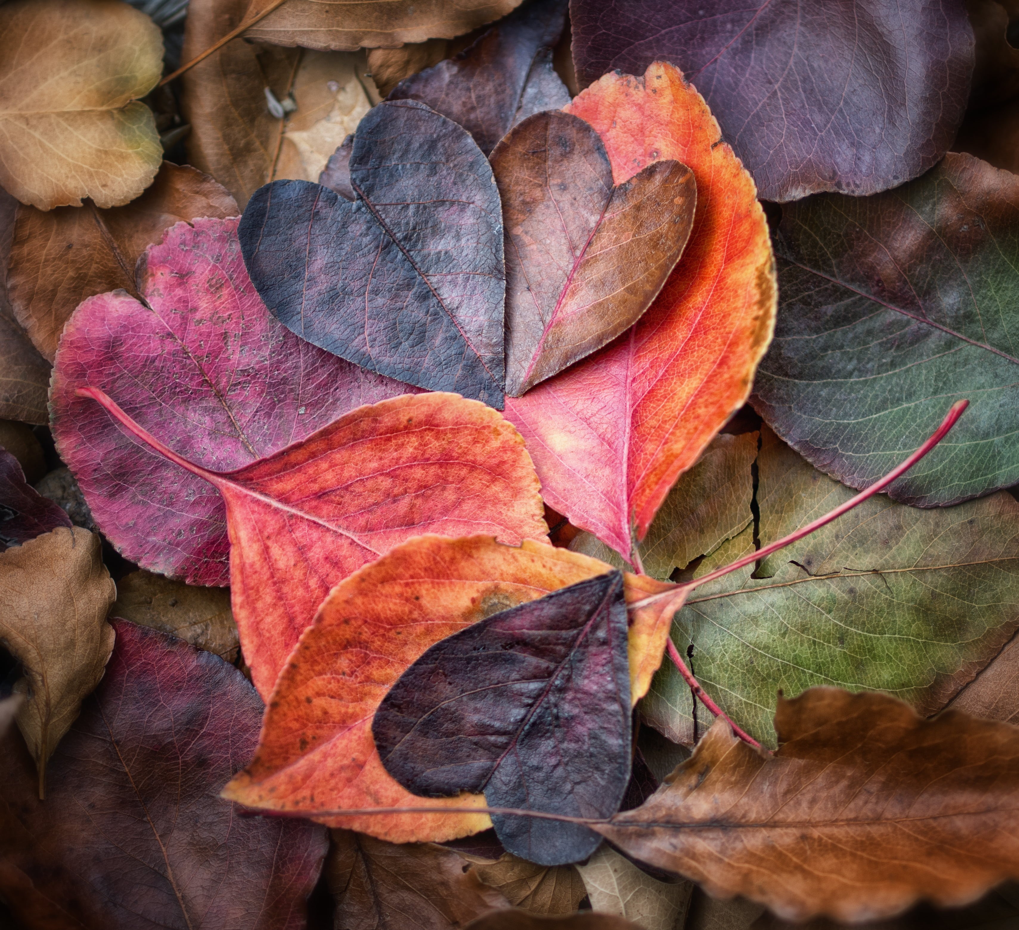 red, Explore, yellow, nature, autumn, photostream, october, still life, brown, backgrounds, heart, warm colours, shaped, plant, photos, contemporary, leaf, HD Wallpaper