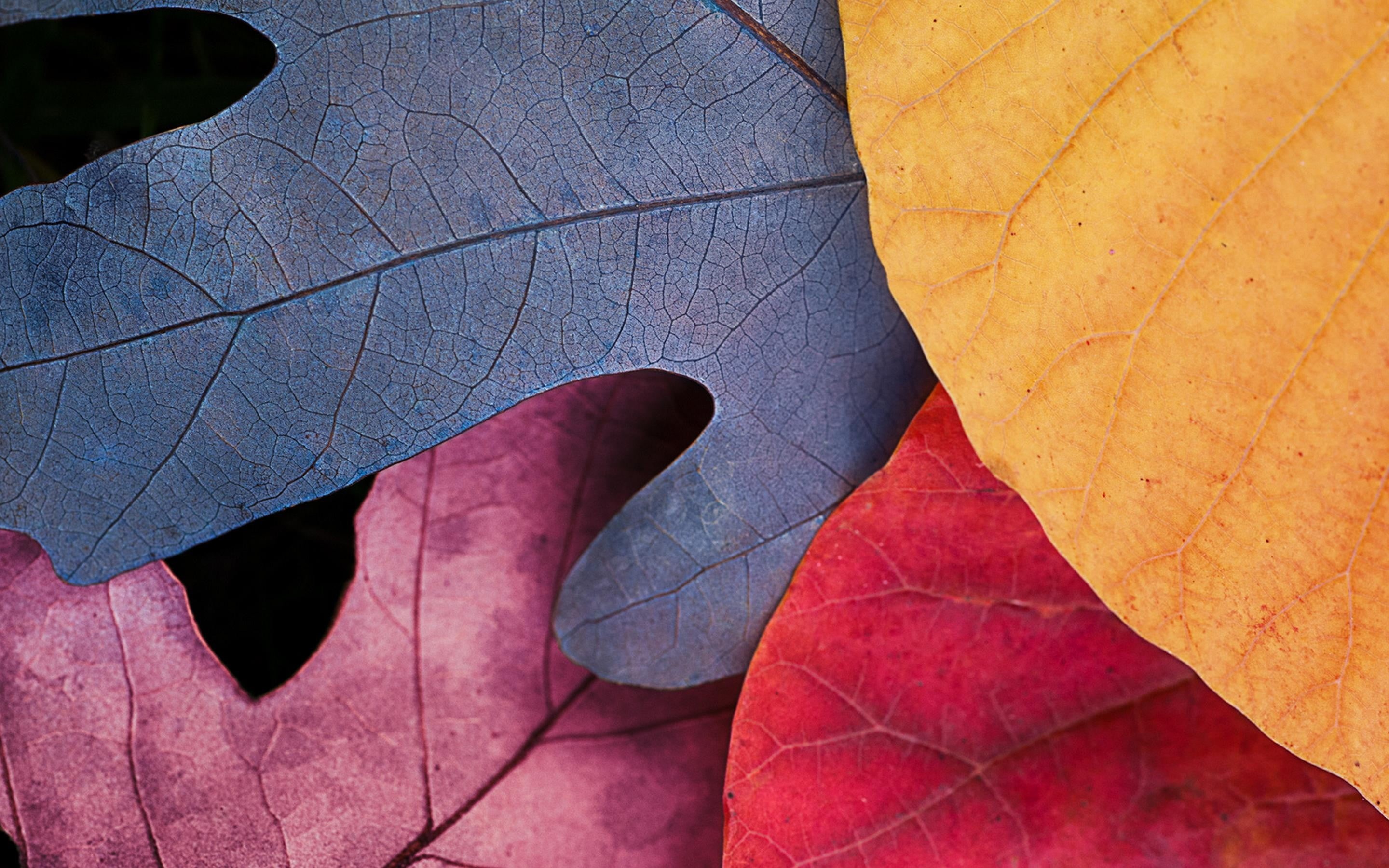 autumn collection, dry, green Color, beauty In Nature, leaves, plant part, colorful, change, bright, red, natural pattern, macro, brown, textured, botany, HD Wallpaper