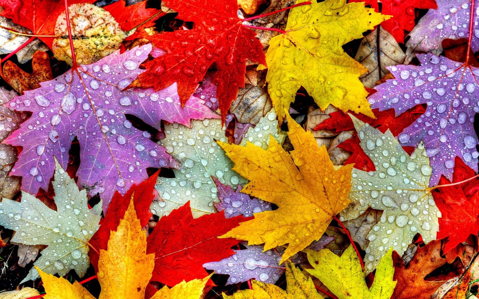 Drops, Autumn, Yellow, 1080P, Red, Water, Purple, Leaves, HD Wallpaper