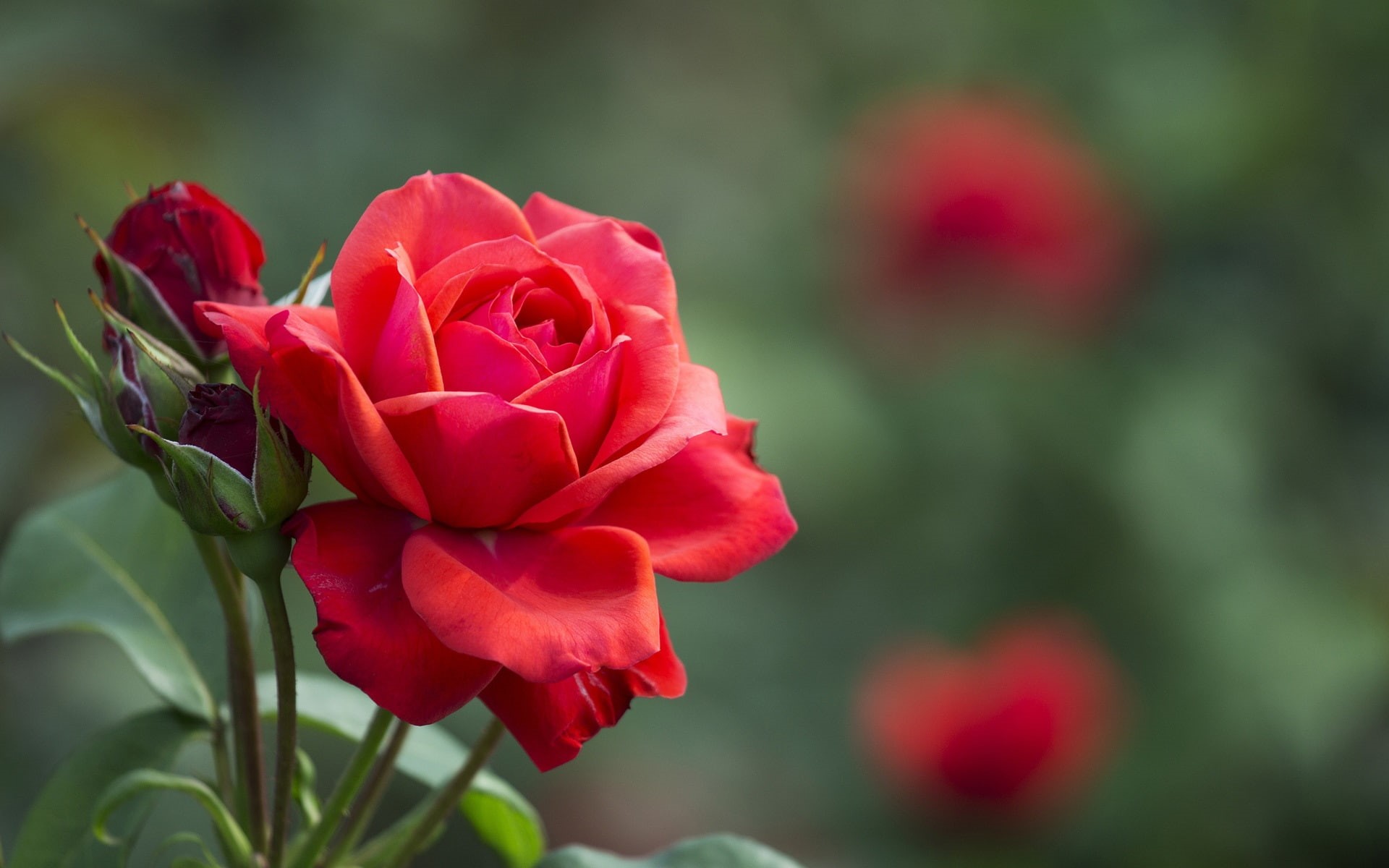 Rose, Buds, Leaves, 1080P, Red, Flower, HD Wallpaper