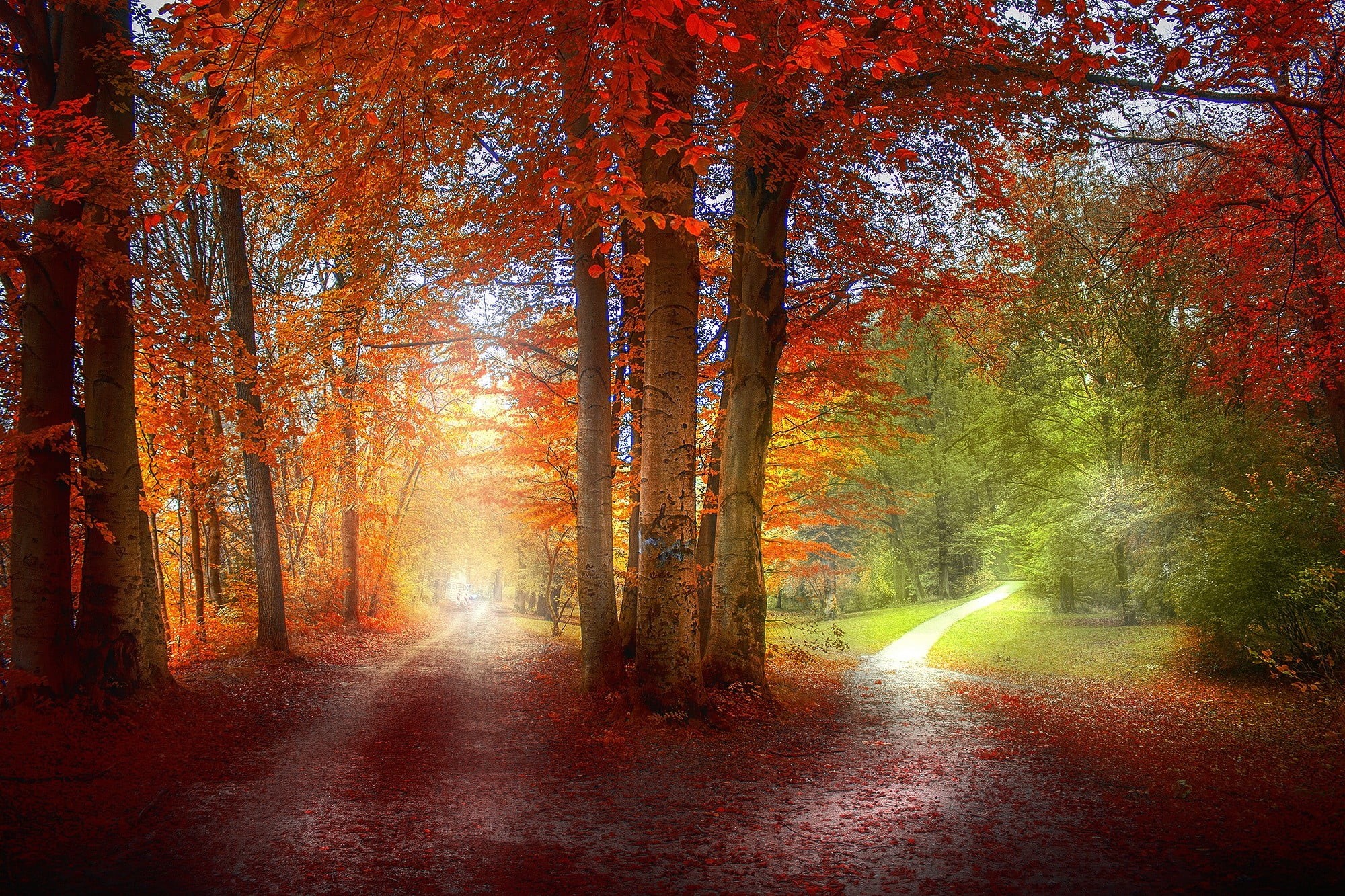 tree, leaf, backgrounds, light - Natural Phenomenon, path, woodland, non-Urban Scene, sunlight, vibrant Color, grass, scenics - nature, nature, scenics, HD Wallpaper
