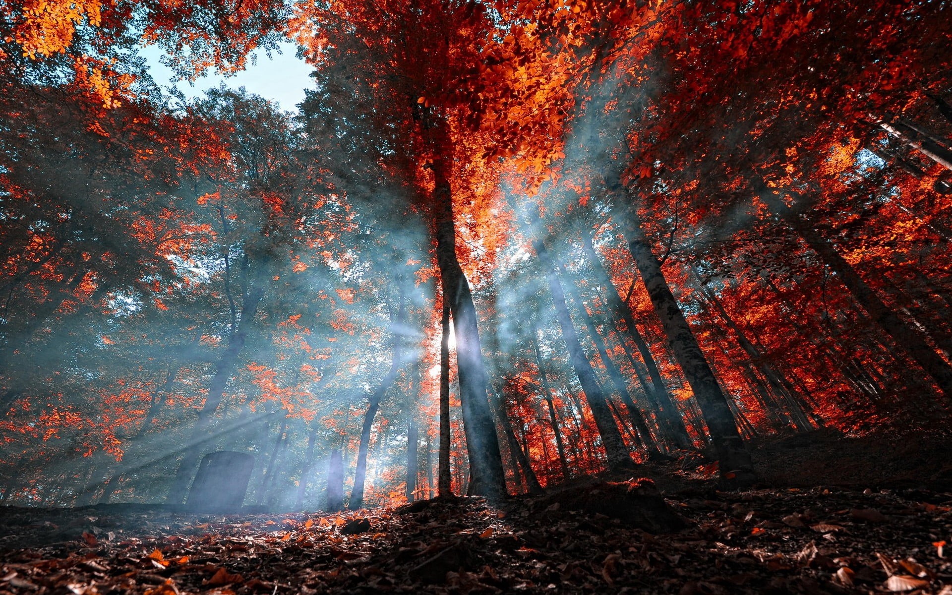 low angle view, mist, nature, tree trunk, streaming, outdoors, fog, blue, tall, trees, trunk, fire - Natural Phenomenon, sun rays, tranquility, plant, environment, HD Wallpaper