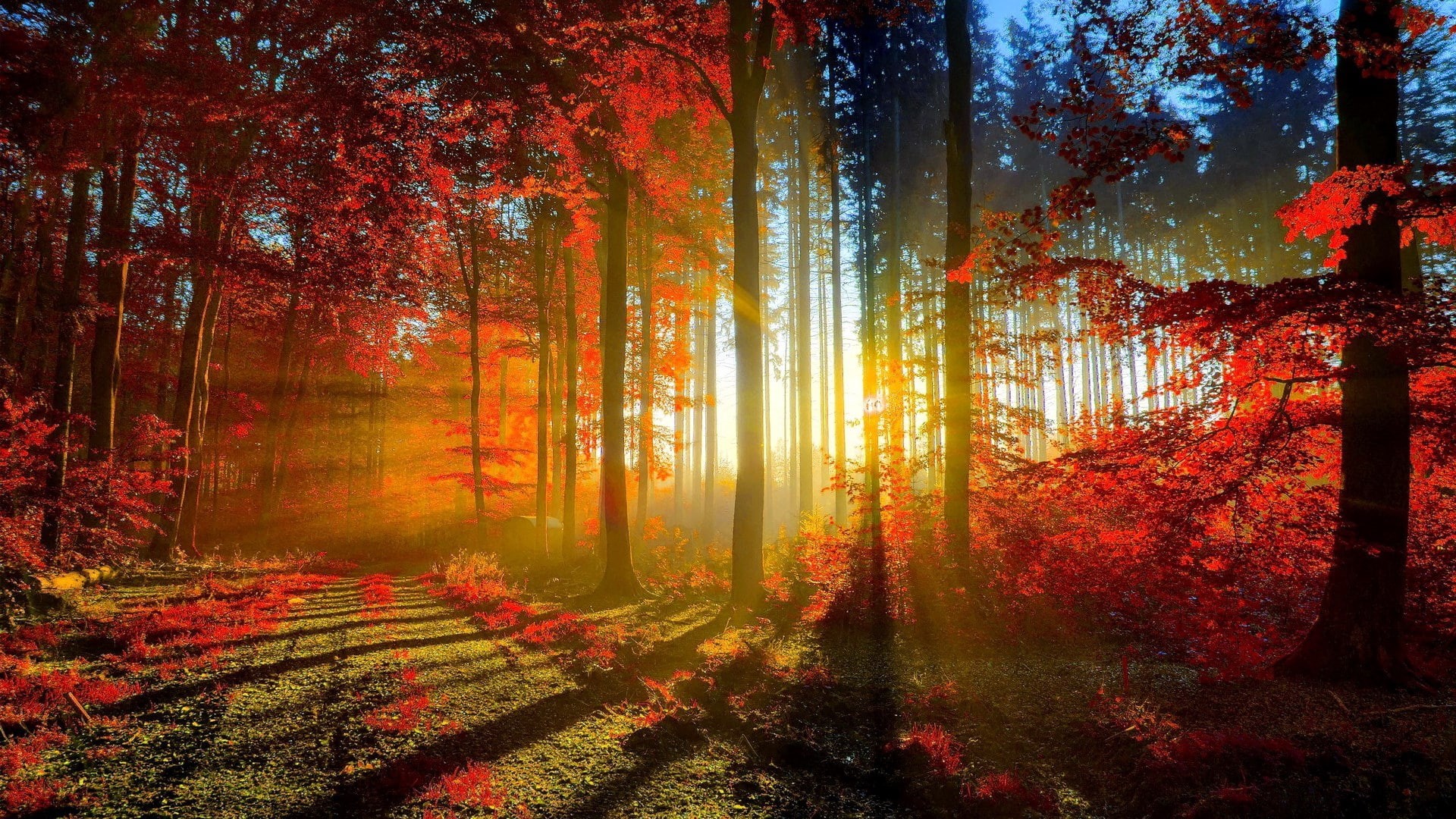 no people, plant, tranquil scene, autumn collection, fall, tranquility, woodland, outdoors, orange color, tree, idyllic, scenics - nature, plant part, beauty in nature, HD Wallpaper