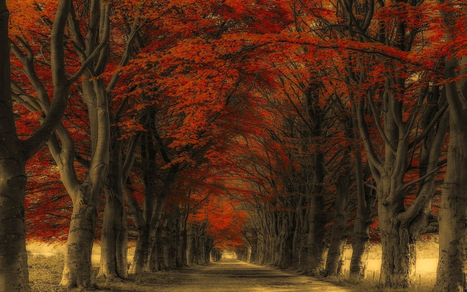 no people, growth, treelined, plant, direction, fall, straight, autumn collection, trunk, land, tranquility, red, woodland, diminishing perspective, nature, HD Wallpaper