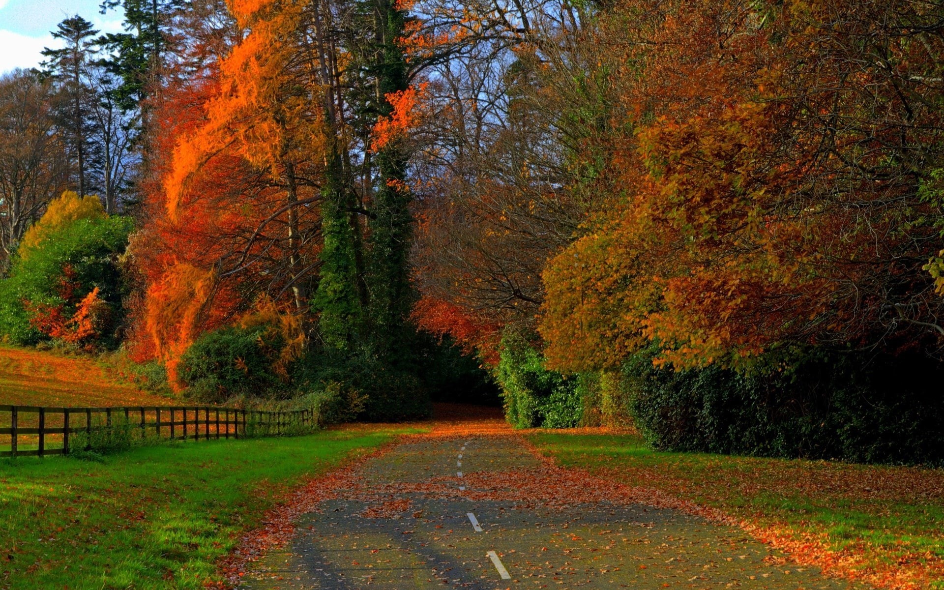 non-urban scene, beauty in nature, forest, autumn collection, growth, idyllic, fall, orange color, no people, tree, land, landscape, environment, plant, HD Wallpaper