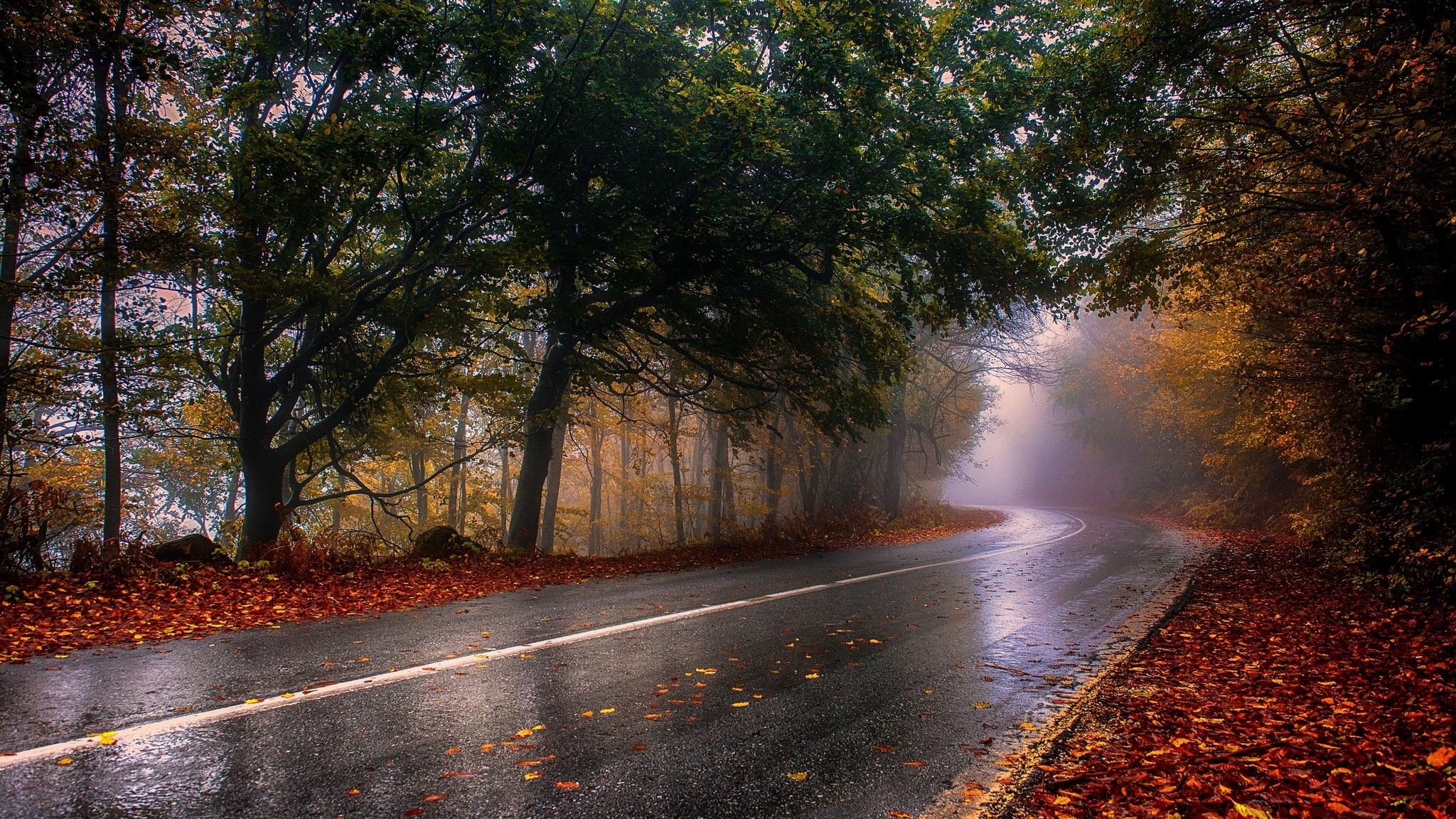 the way forward, fall, mist, road, beauty in nature, outdoors, autumn, plant part, wet, change, tree, landscape, asphalt, trees, photography, transportation, HD Wallpaper