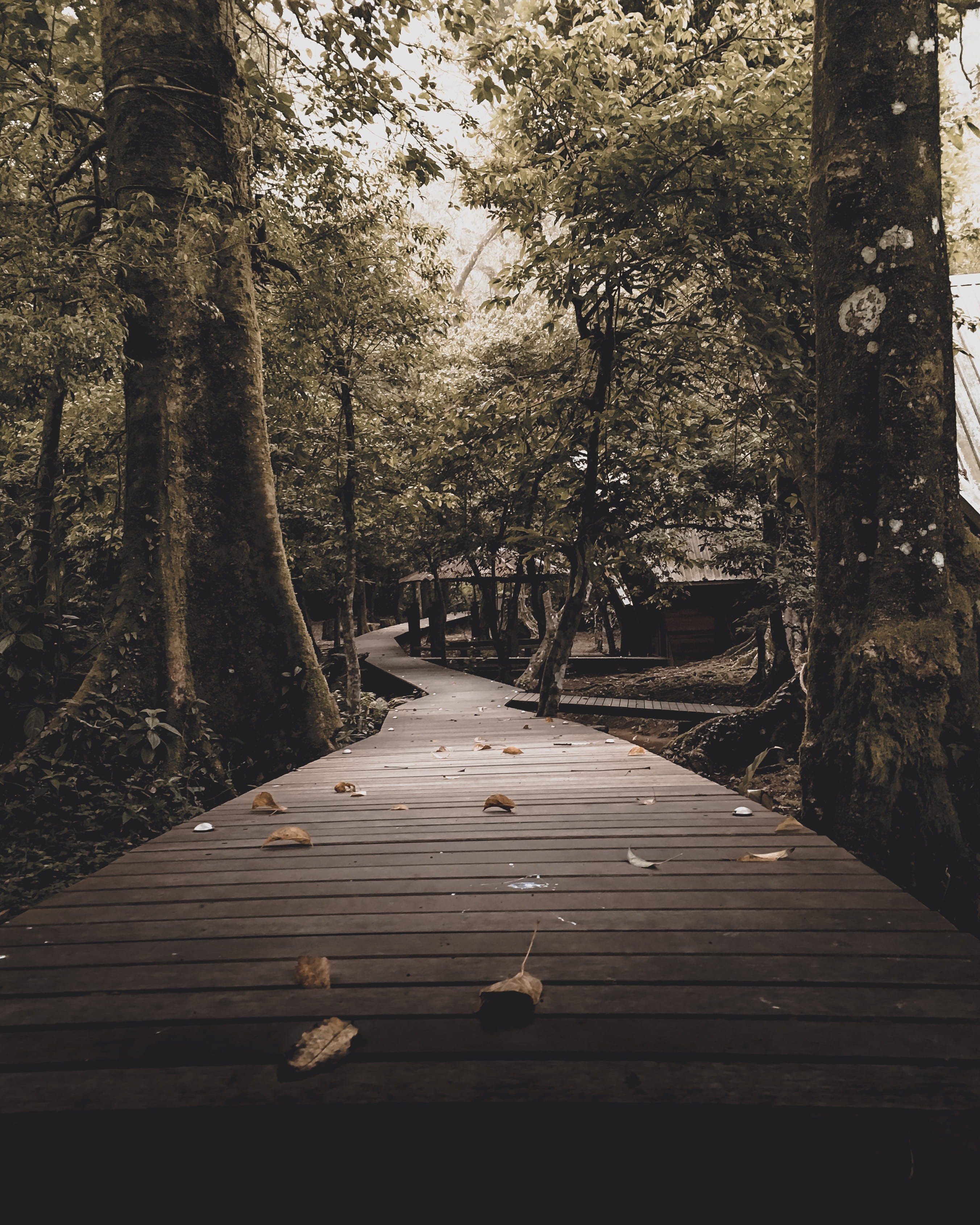long, no people, wood - material, beauty in nature, tranquility, tranquil scene, day, plant, nature, tree trunk, woodland, indonesia, transportation, growth, Phone HD Wallpaper