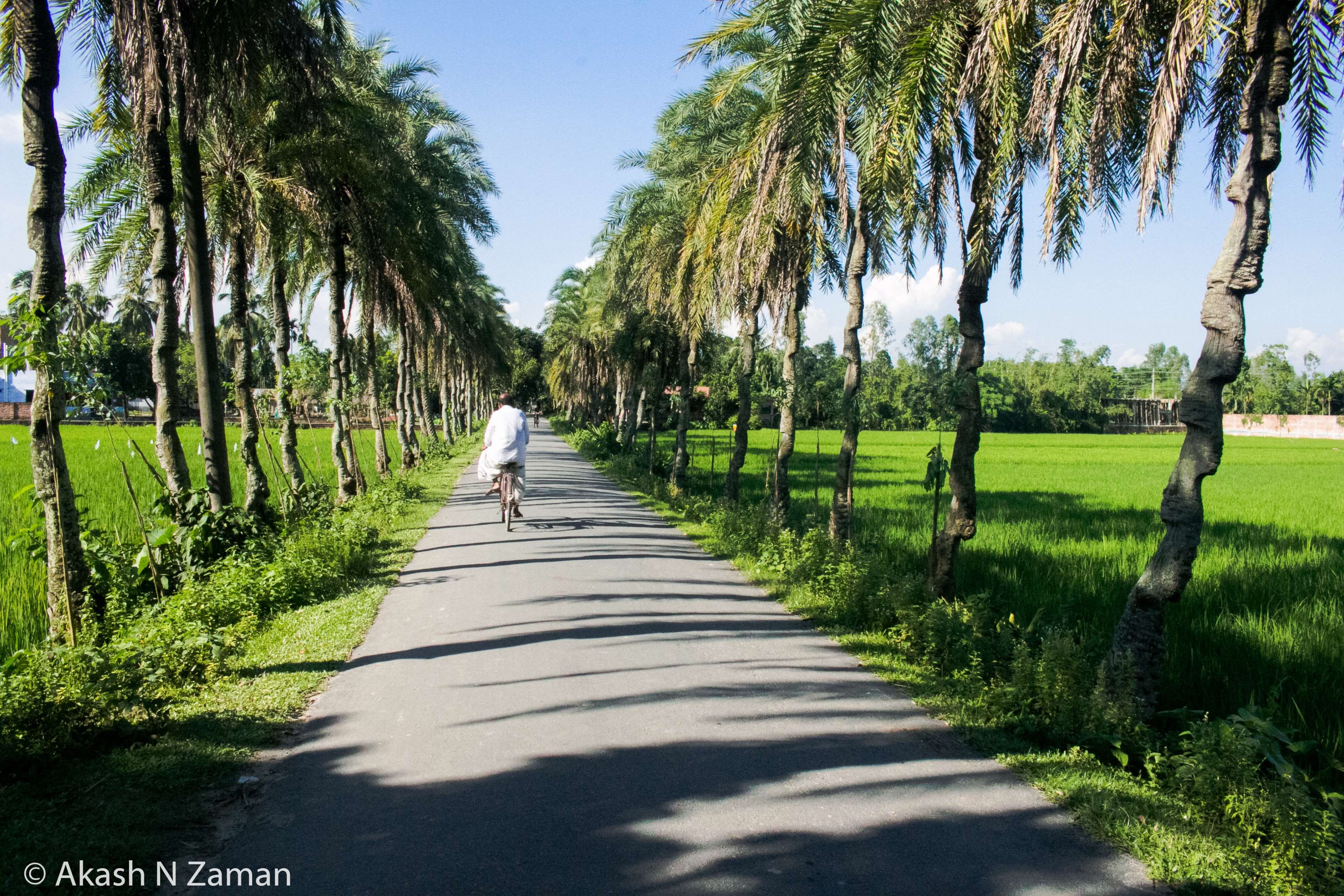 tree, beautiful, real people, sky, road, plant, the way forward, outdoors, growth, walking, one person, sunlight, full length, bangladesh, shadow, diminishing perspective, HD Wallpaper