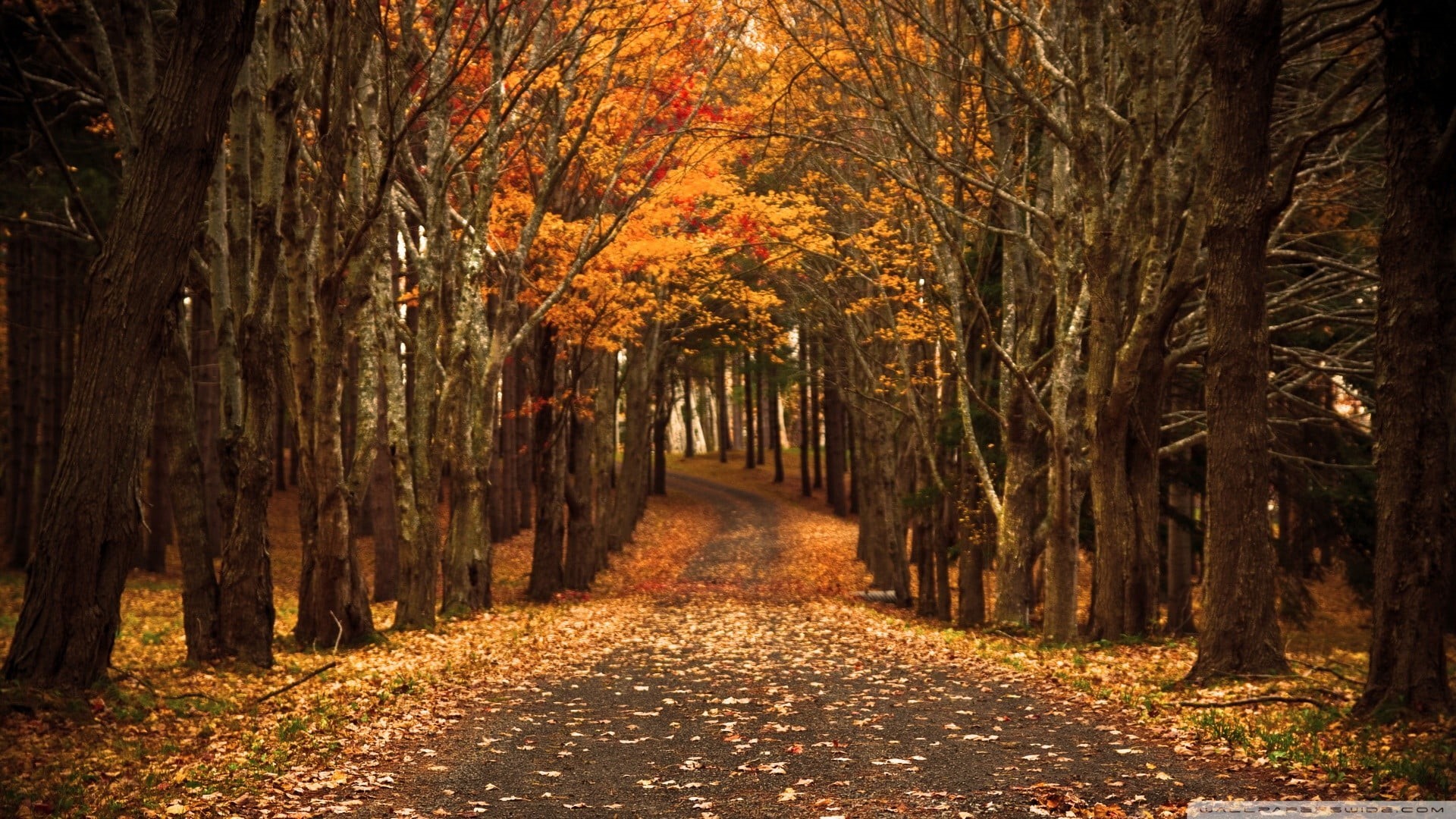 nature, orange, road, diminishing perspective, autumn, footpath, tree canopy, direction, the way forward, treelined, 1080P, orange color, growth, path, HD Wallpaper