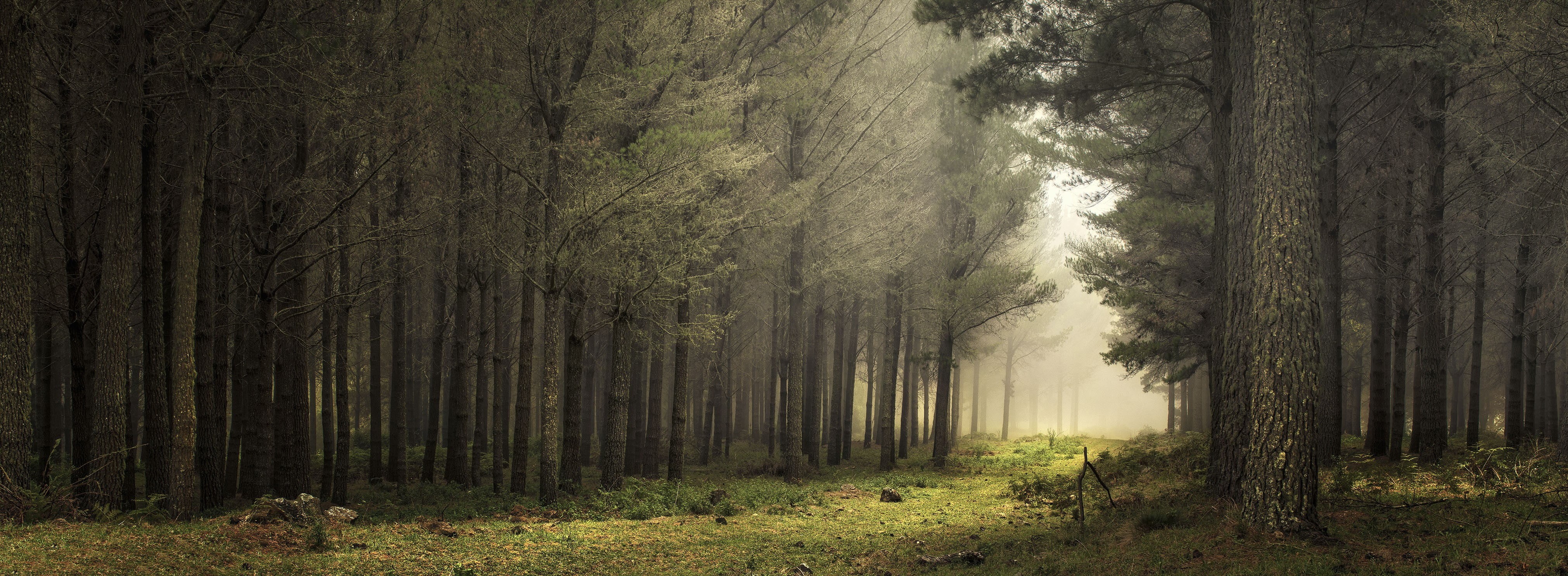 tranquil scene, outdoors, grass, treelined, panoramas, path, nature, trunk, art, tree trunk, forest, tranquility, 4K, trees, no people, the way forward, HD Wallpaper