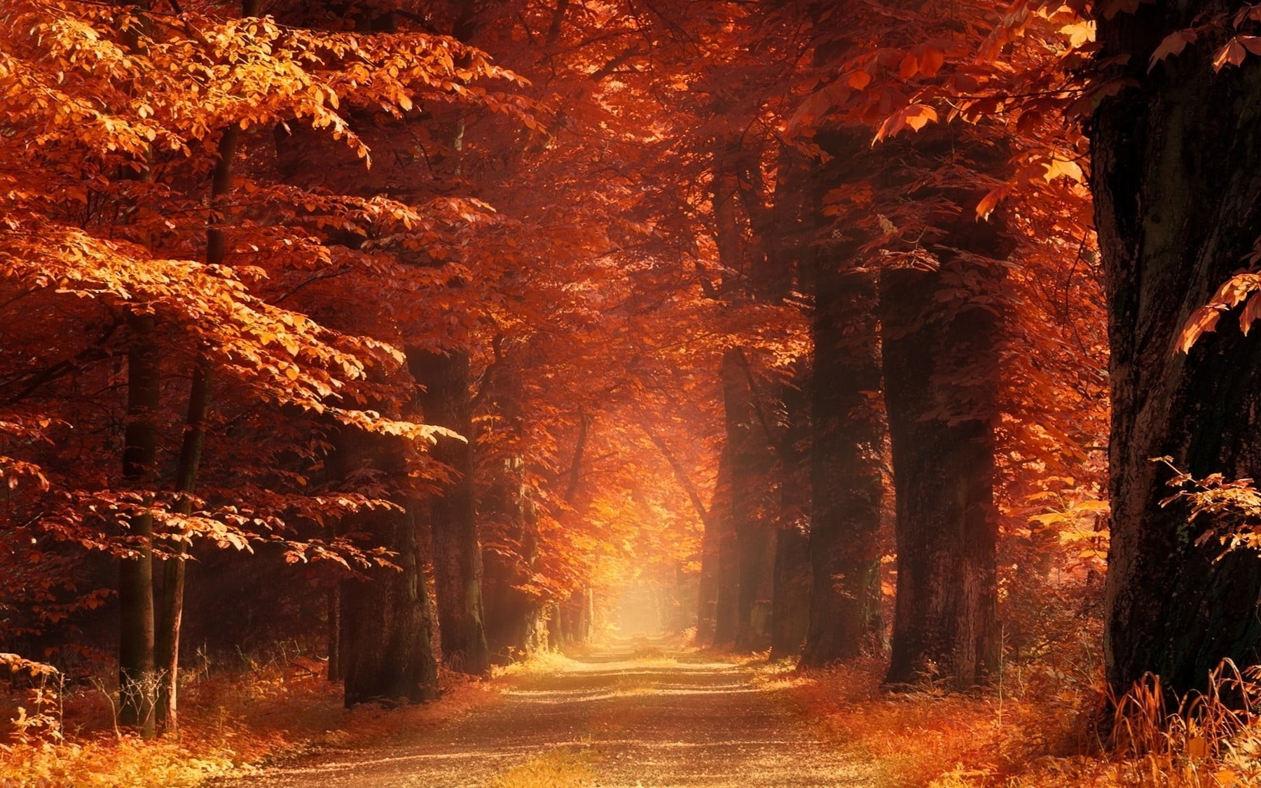 scenics - nature, non-urban scene, change, mist, sunlight, autumn, tranquil scene, nature, amber, leaves, footpath, fall, forest, idyllic, 720P, road, HD Wallpaper