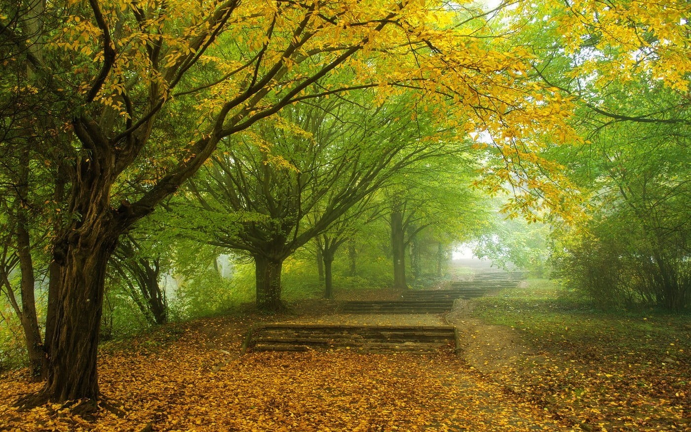 diminishing perspective, park, tree, leaves, path, growth, scenics - nature, tree trunk, autumn, mist, change, landscape, fall, day, trees, outdoors, branch, HD Wallpaper