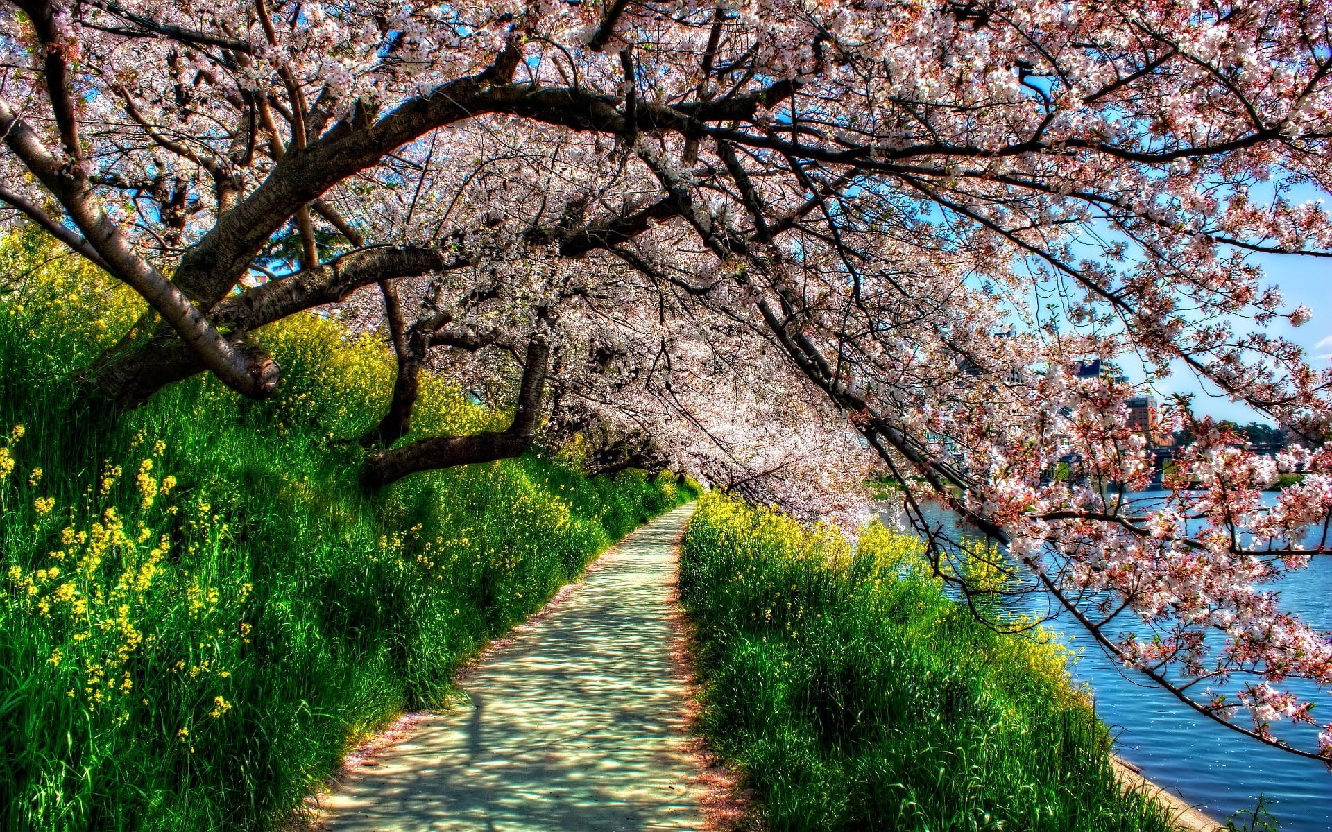 flower, spring high resolution desktop backgrounds, 1080P, no people, direction, flowering plant, footpath, day, fragility, beauty in nature, blossom, HD Wallpaper