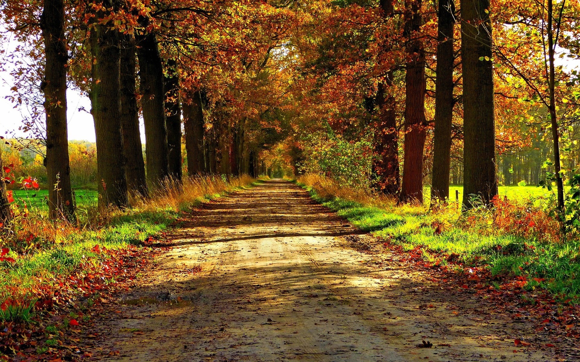 land, laptop backgrounds nature images 1920x1200, day, tree trunk, trunk, woodland, scenics - nature, tranquility, leaves, 1080P, change, plant, fall, HD Wallpaper