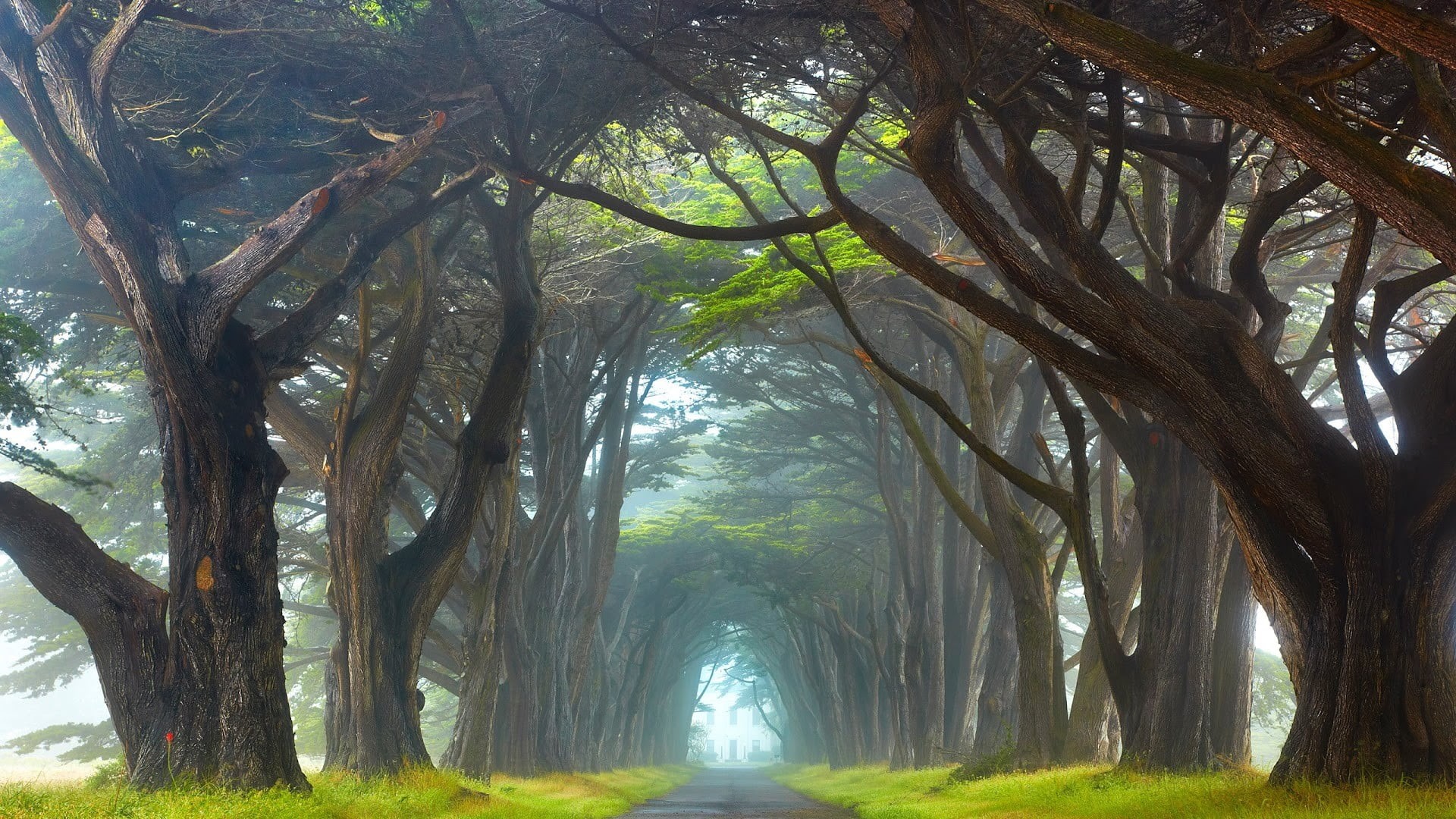 tranquil scene, plant, nature, Ireland, outdoors, tree trunk, beauty in nature, trunk, woodland, tree canopy, treelined, environment, green color, forest, HD Wallpaper