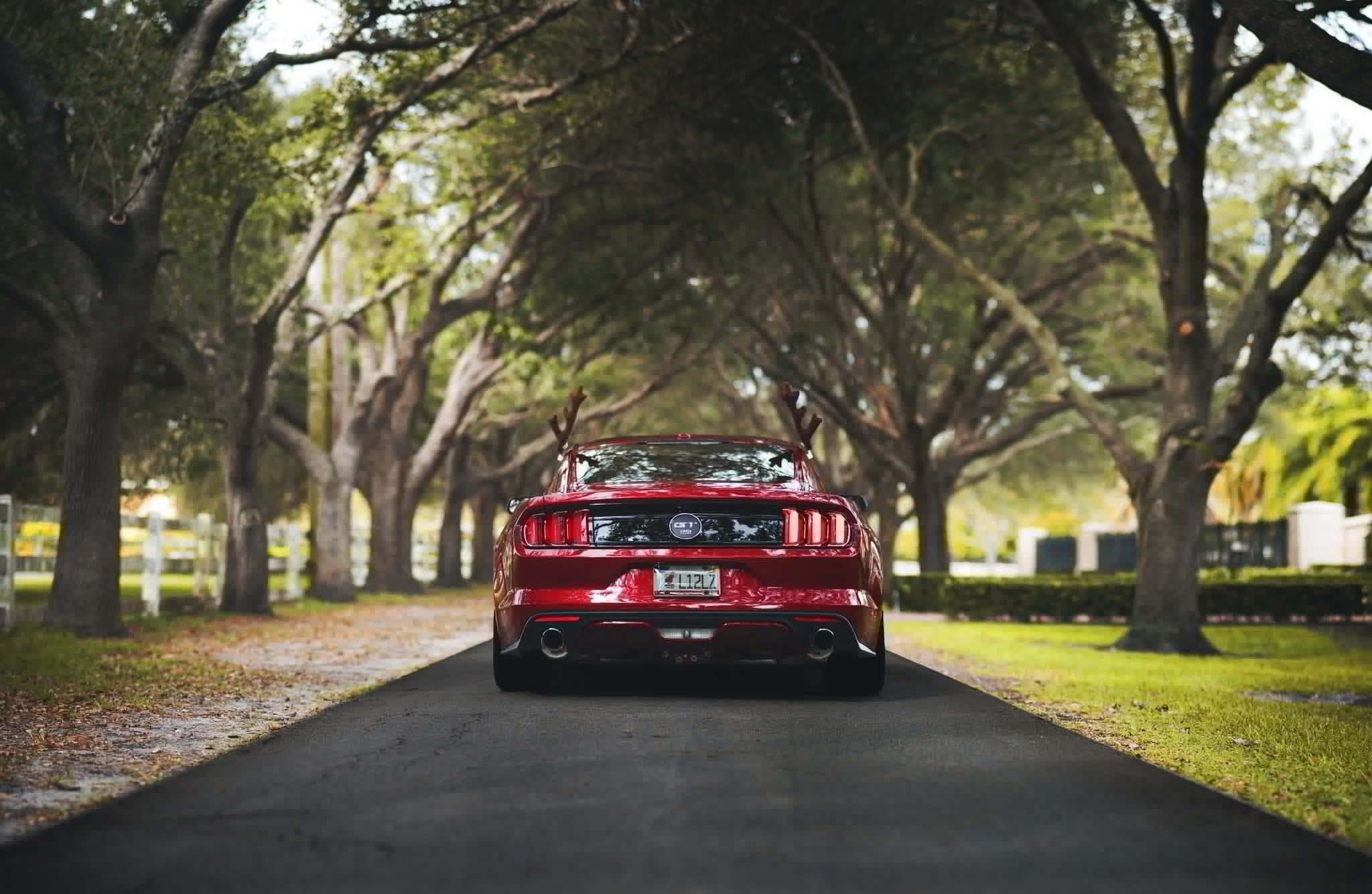 day, the way forward, road, street, mode of transportation, treelined, travel, nature, Ford, outdoors, rear view, mustang gt500, focus on foreground, red, HD Wallpaper