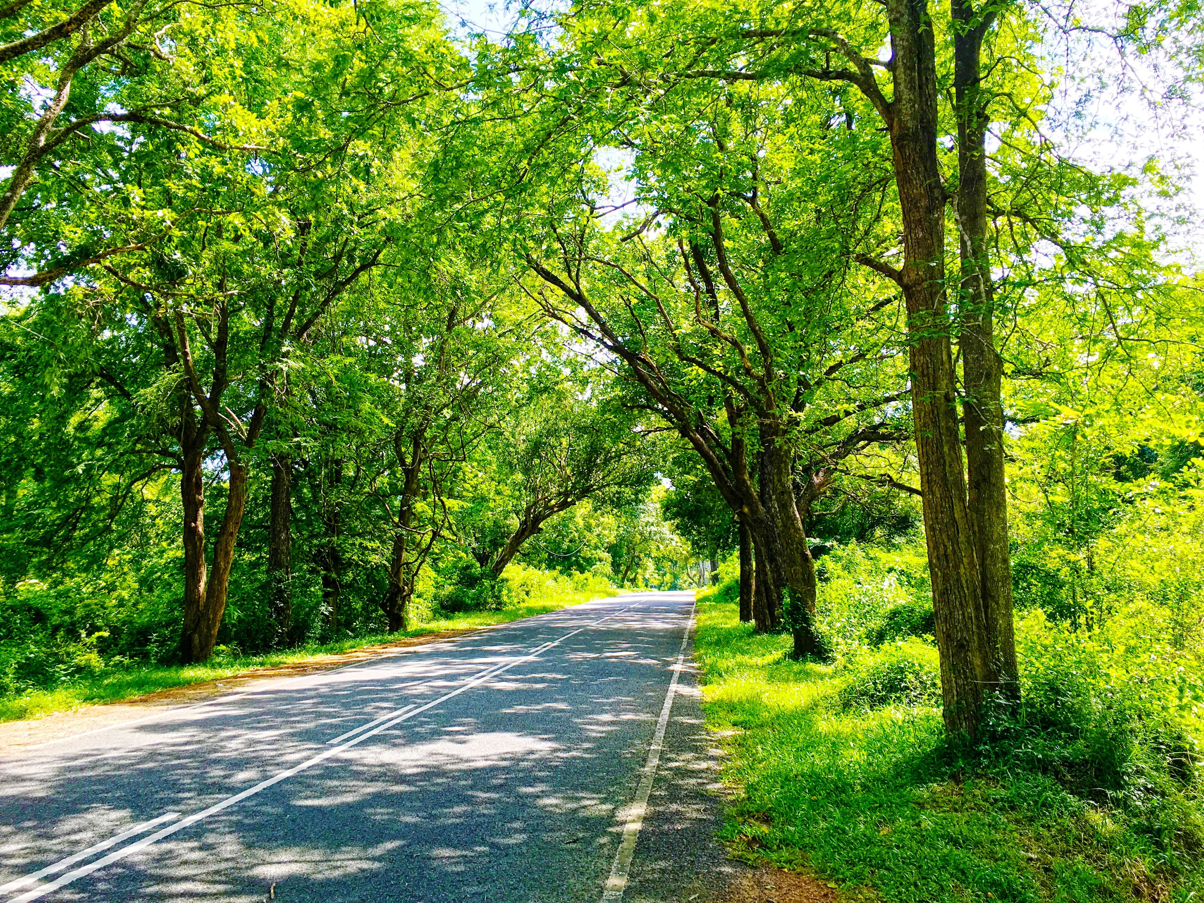 sign, land, road, green, Sri Lanka, long, beauty in nature, tree, transportation, symbol, direction, outdoors, trees, 4K, green color, plant, road marking, HD Wallpaper