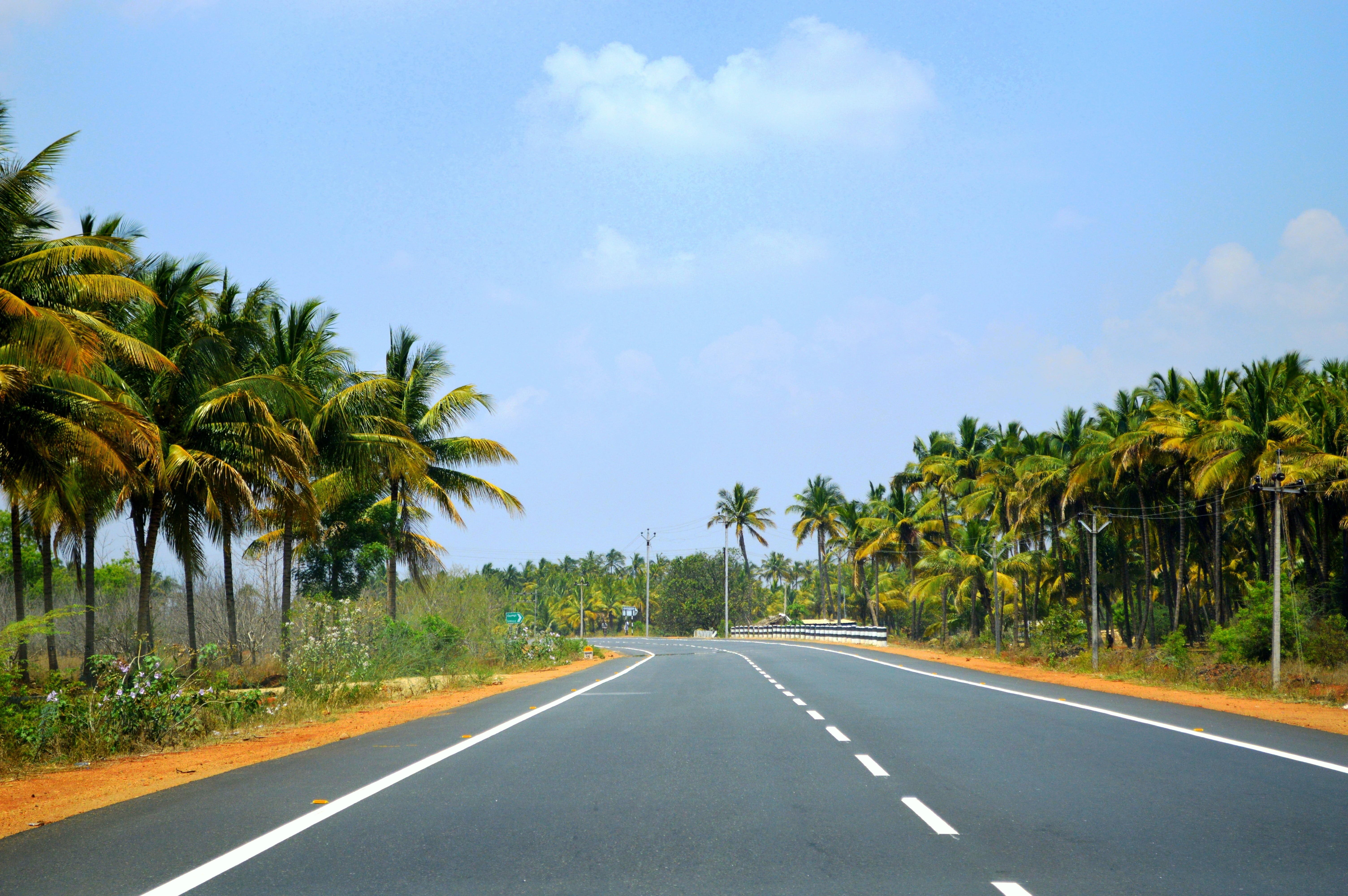 sky, travel, palm tree, road marking, coconut palm tree, 5K, dividing line, cloud - sky, road, beauty in nature, tamilnadu, the way forward, direction, HD Wallpaper