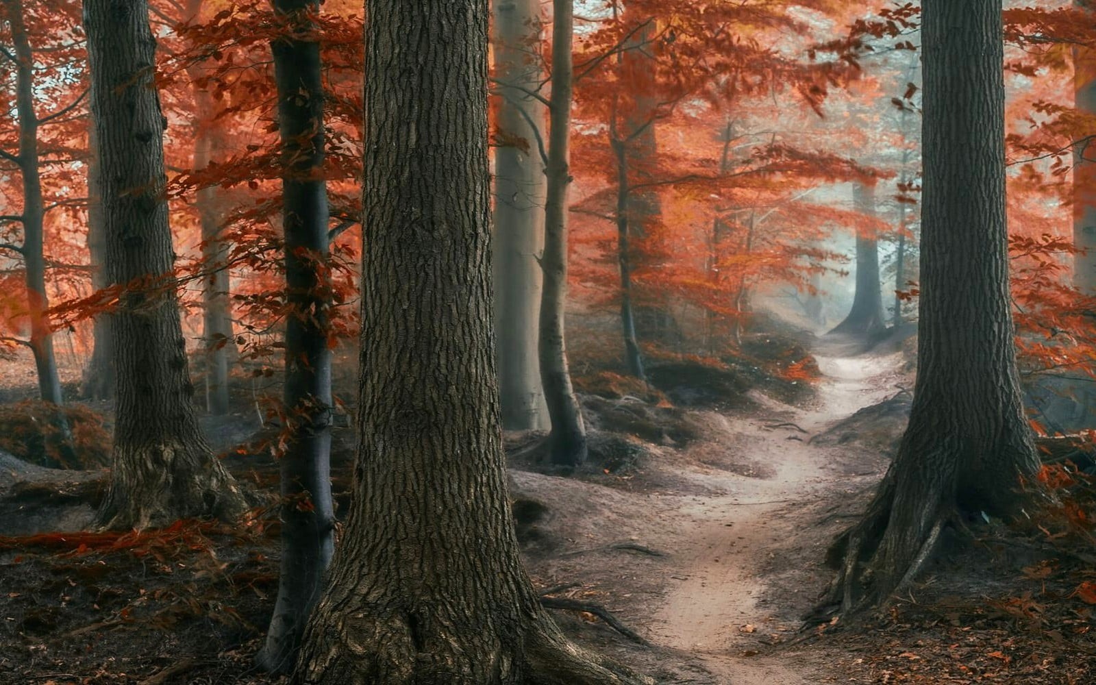 no people, land, tranquility, atmosphere, tree, non-urban scene, beauty in nature, streaming, change, nature, day, woodland, trees, path, scenics - nature, HD Wallpaper