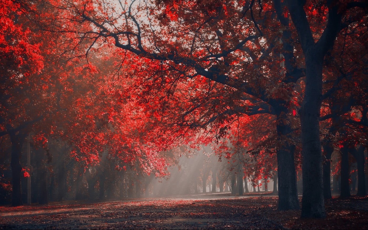 yellow, tranquility, tree canopy, outdoors, sunbeam, orange Color, tree, woodland, red, beauty In Nature, tranquil Scene, growth, autumn collection, treelined, HD Wallpaper