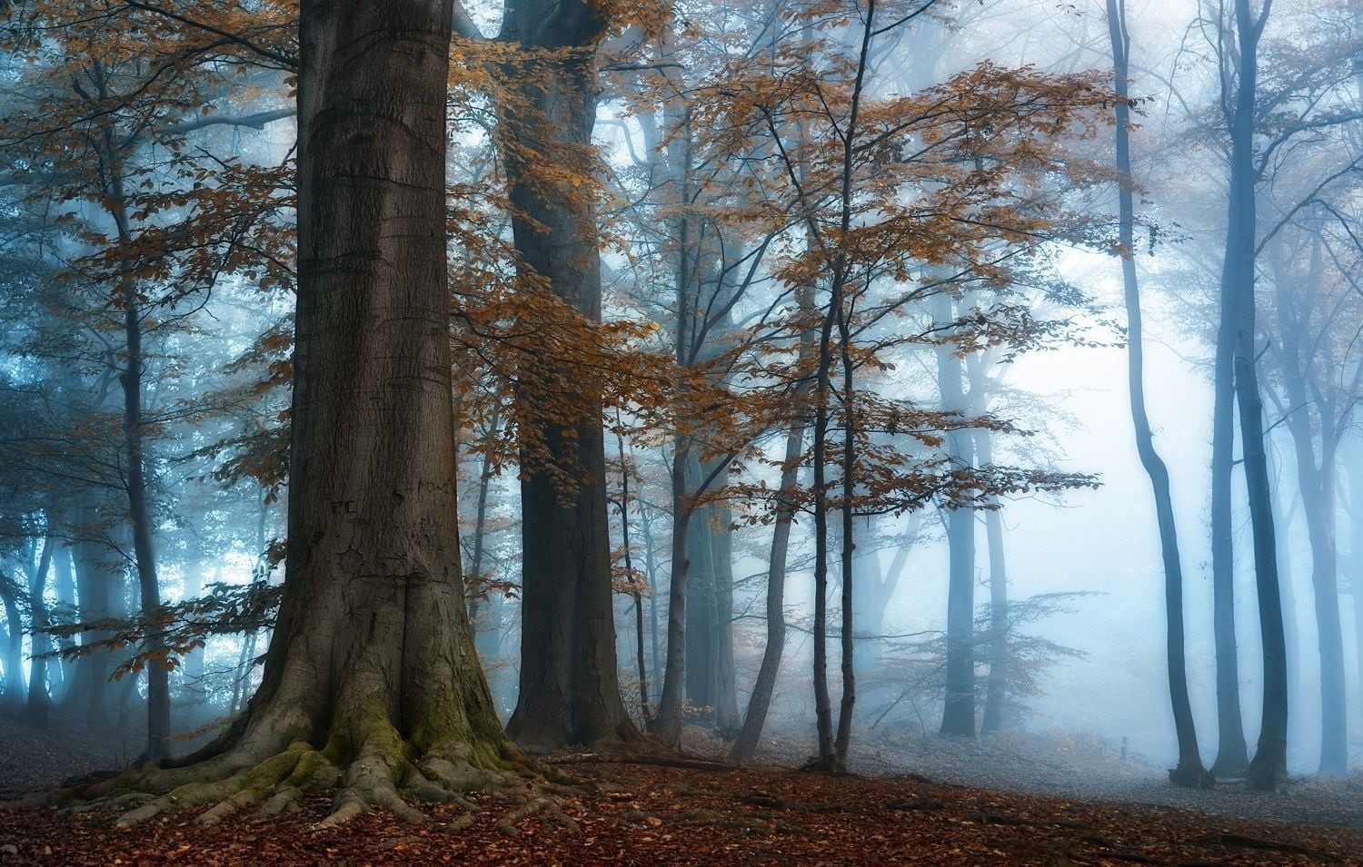 tranquil scene, land, forest, tranquility, morning, blue, no people, woodland, scenics - nature, tree, growth, photography, landscape, beauty in nature, HD Wallpaper