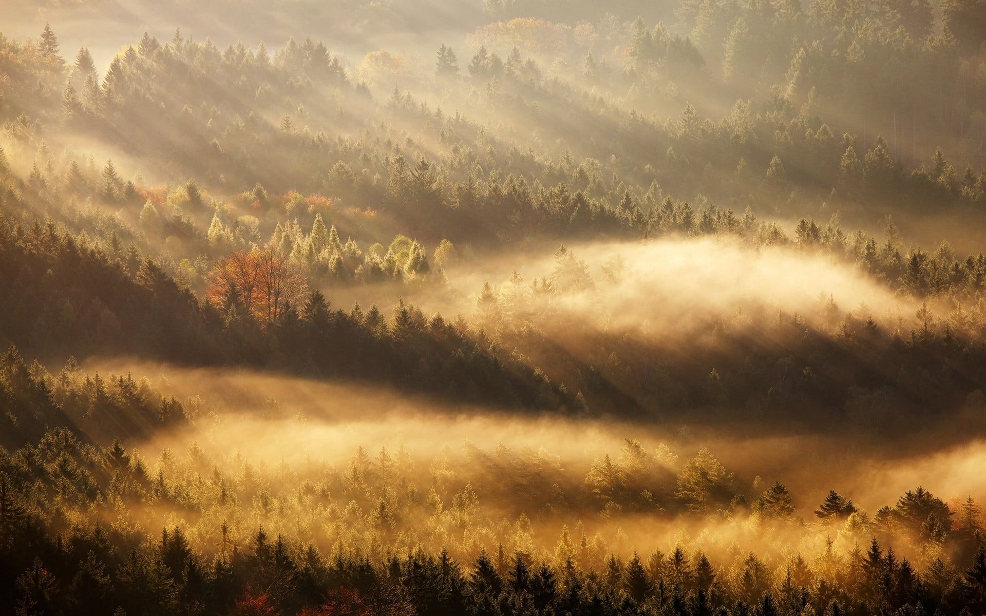 cloud - sky, mountain, sunbeam, tree, color Image, dawn, no People, orange Color, yellow, forest, day, mist, light - Natural Phenomenon, scenics, meadow, HD Wallpaper