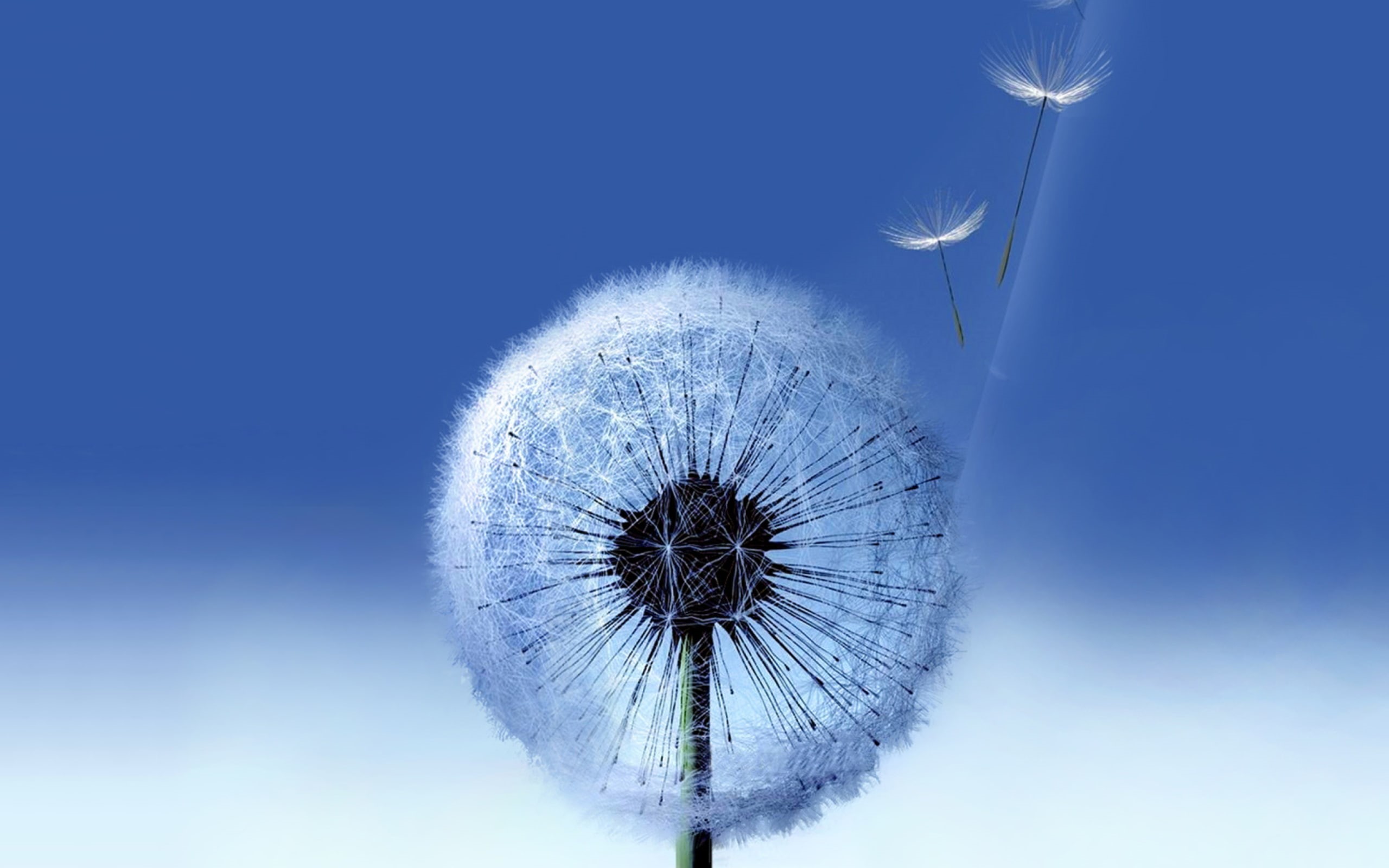 dandelion, hd, samsung, white, s, galaxy, 2K, galaxy s3, HD Wallpaper