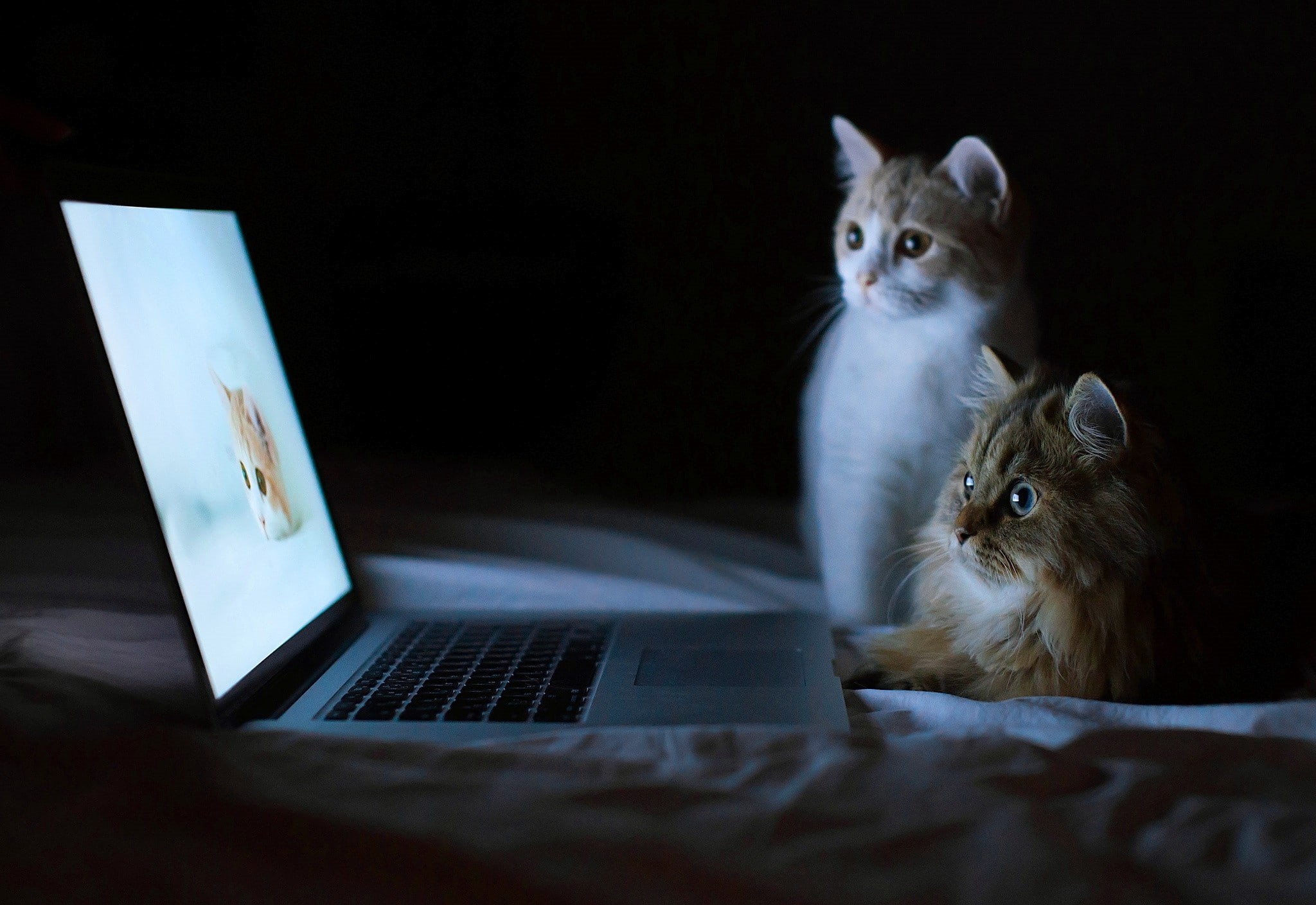 laptop, 1080P, cat, HD Wallpaper