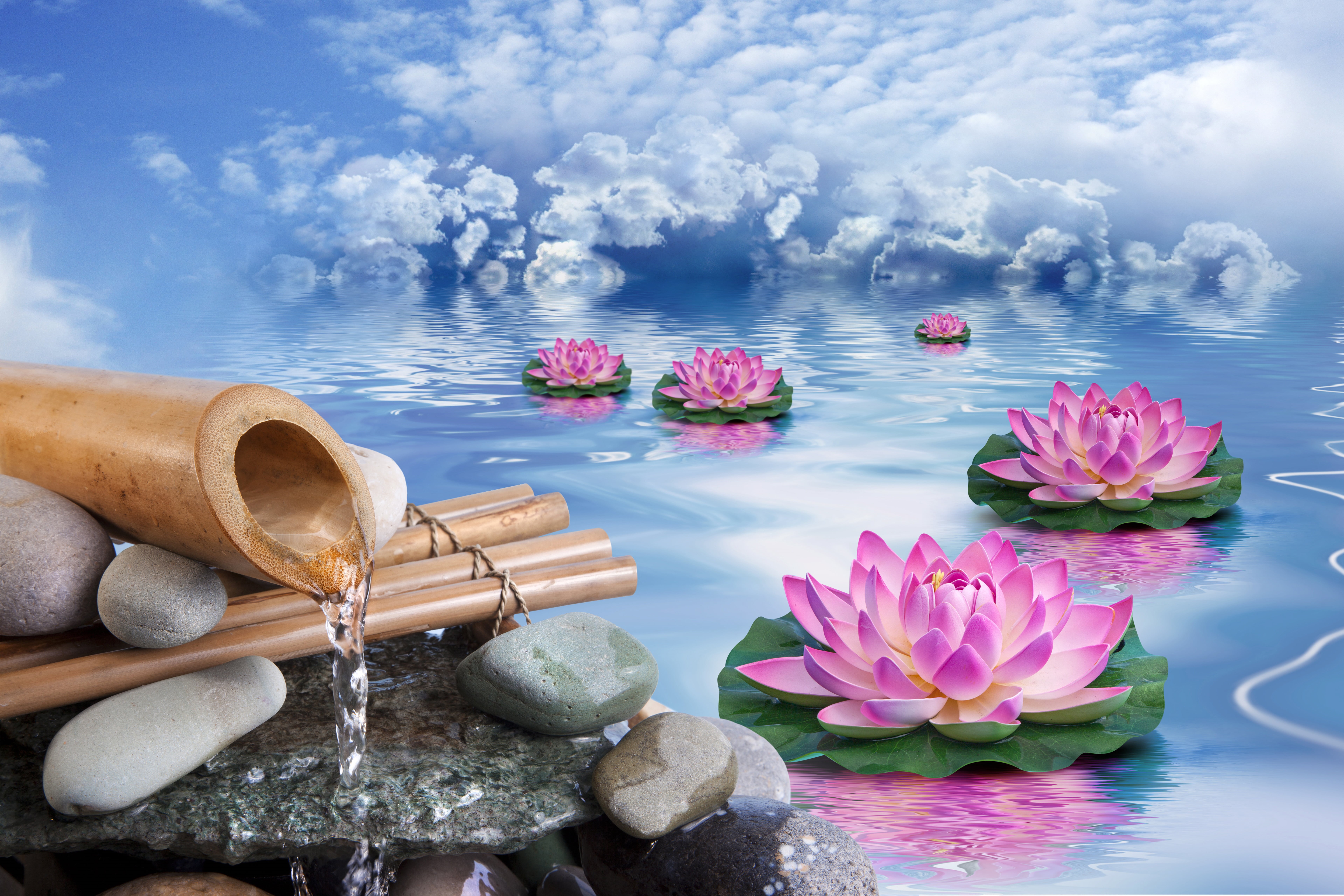 flowering plant, beauty In Nature, no people, the sky, day, zen-like, pink, flowers, Lotus, rock, backgrounds, plant, leaf, beauty Treatment, water, pebble, HD Wallpaper