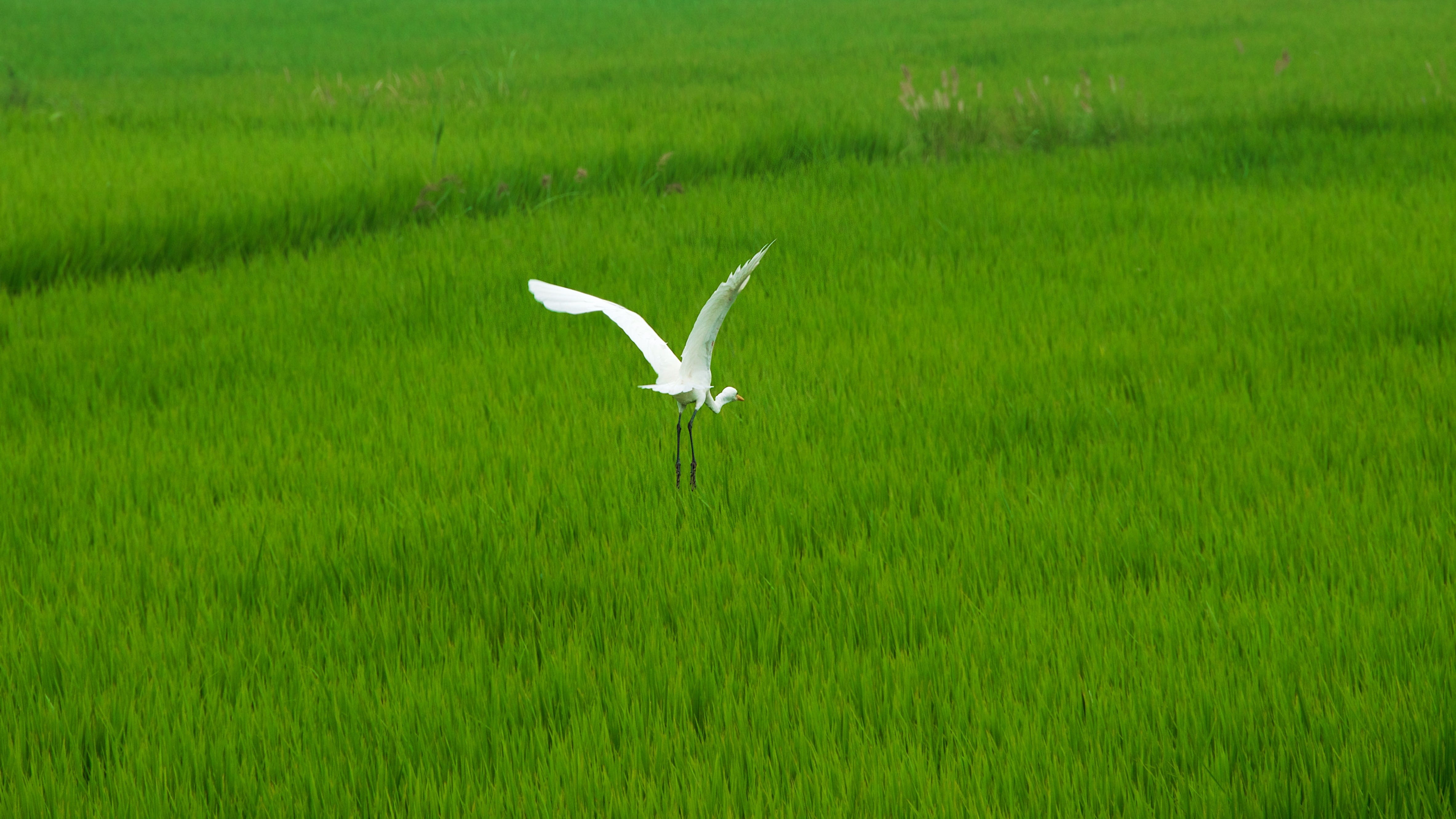 plant, one animal, animal themes, outdoors, animal, beauty in nature, no people, stork, day, growth, nature, south korea, animal wildlife, rice-paddy, crane, HD Wallpaper