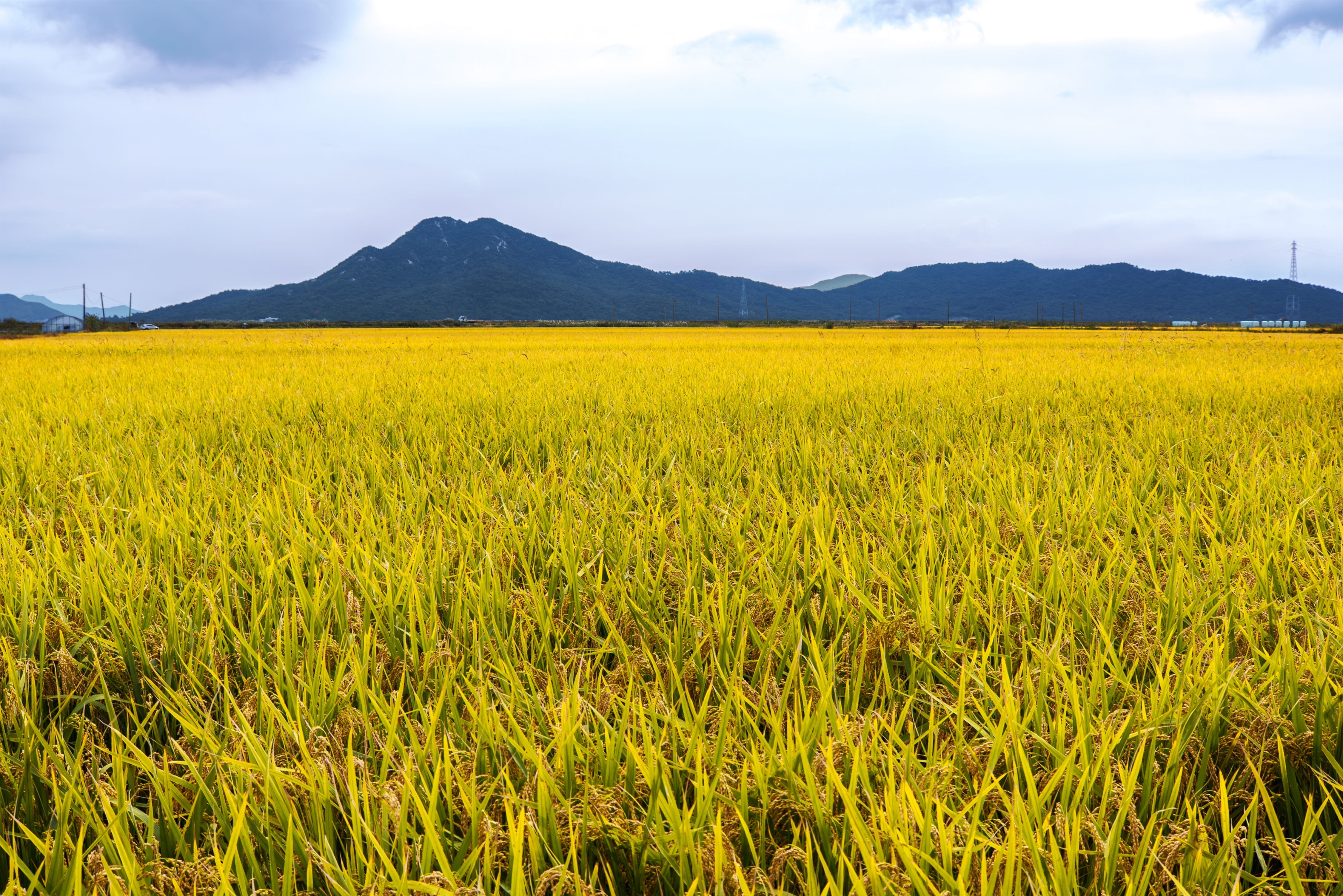 green, truck, straw, september, no people, silver pool, crop, street name, land, a, photo, purple, flowers, 4K, beauty in nature, rice, sky, mountain, HD Wallpaper