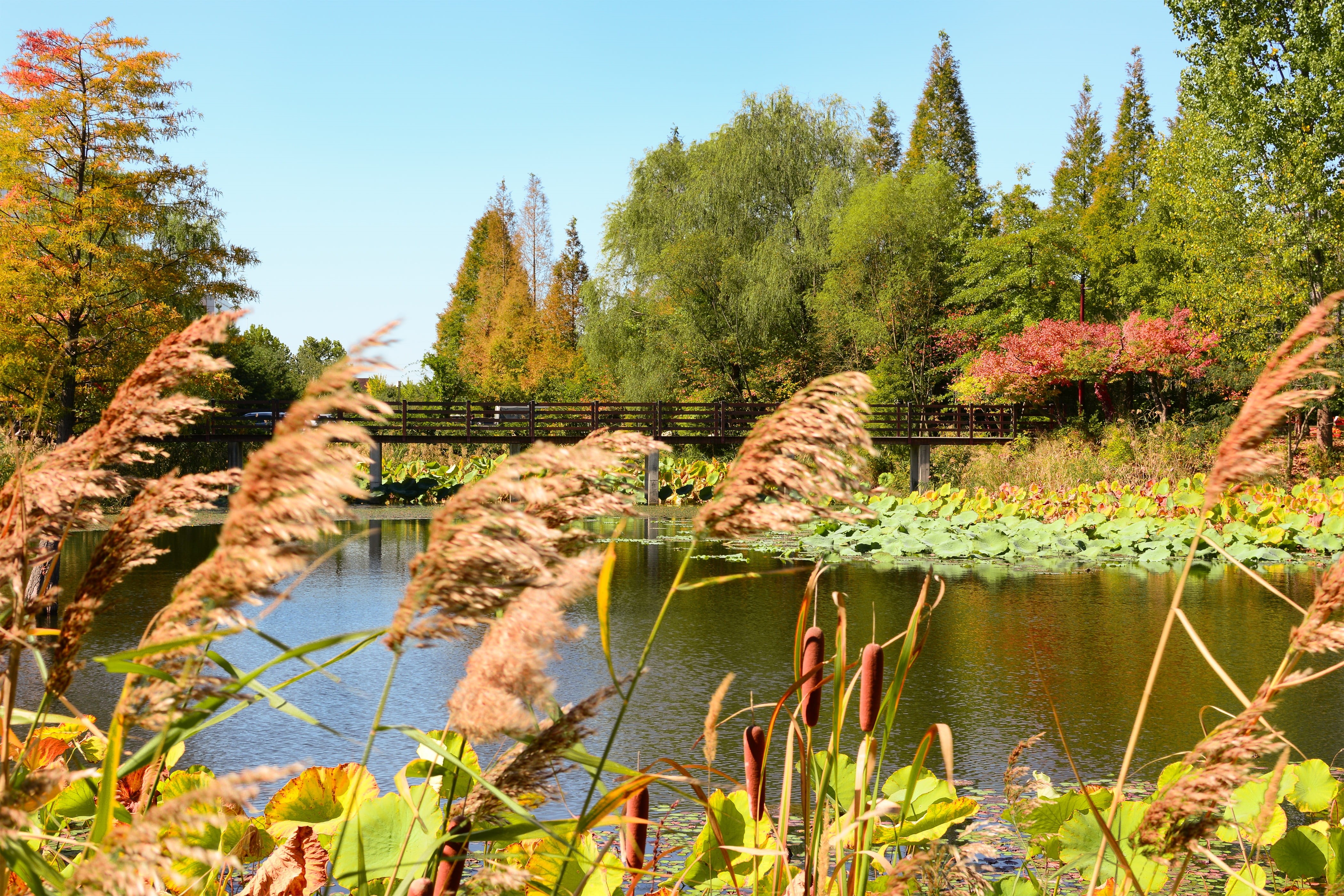 no people, tree, leaves, silver grass, tranquility, incheon, plant, pine, reed, forest, dream park, korea, cosmos, reflect, chrysanthemum festival, land, HD Wallpaper