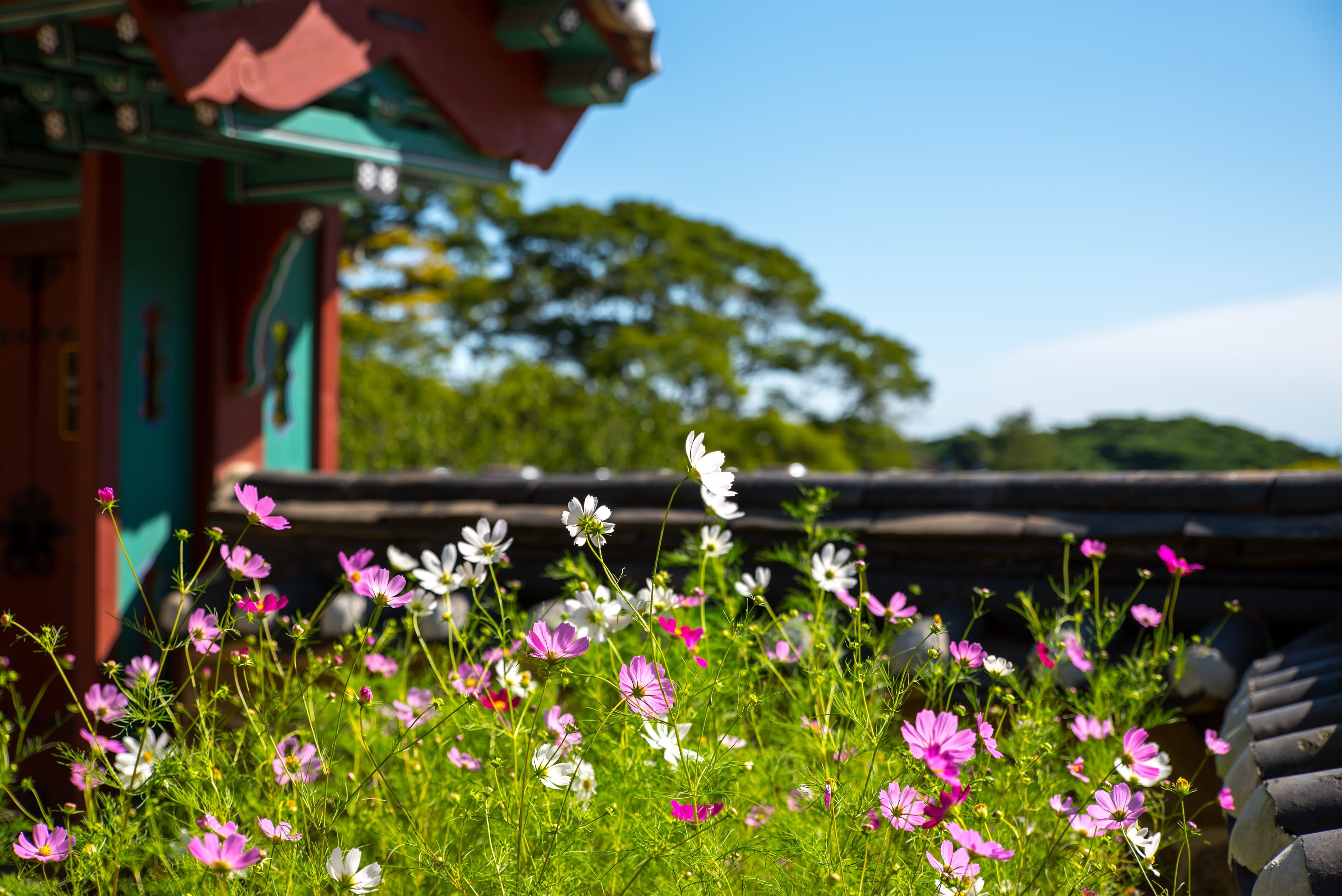 fragility, pink, day, electric light company, pine, flower, focus on foreground, temple, travel, a, section, sunlight, beauty in nature, fall flowers, close-up, HD Wallpaper