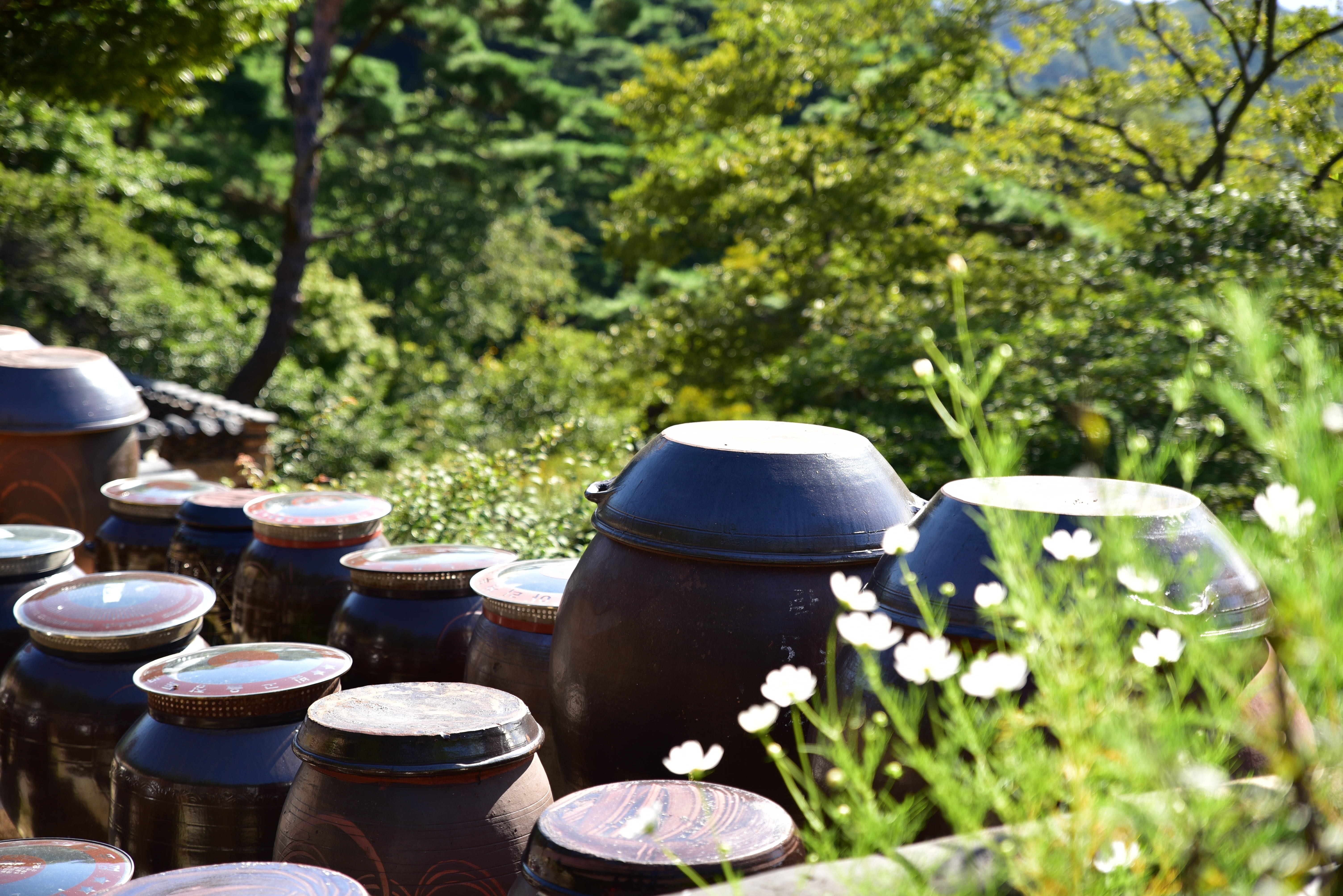 drive, no people, august, choice, in the forest, travel, tree, korea, urns, green, chapter reading, metal, korean, food and drink, plant, green color, container, HD Wallpaper