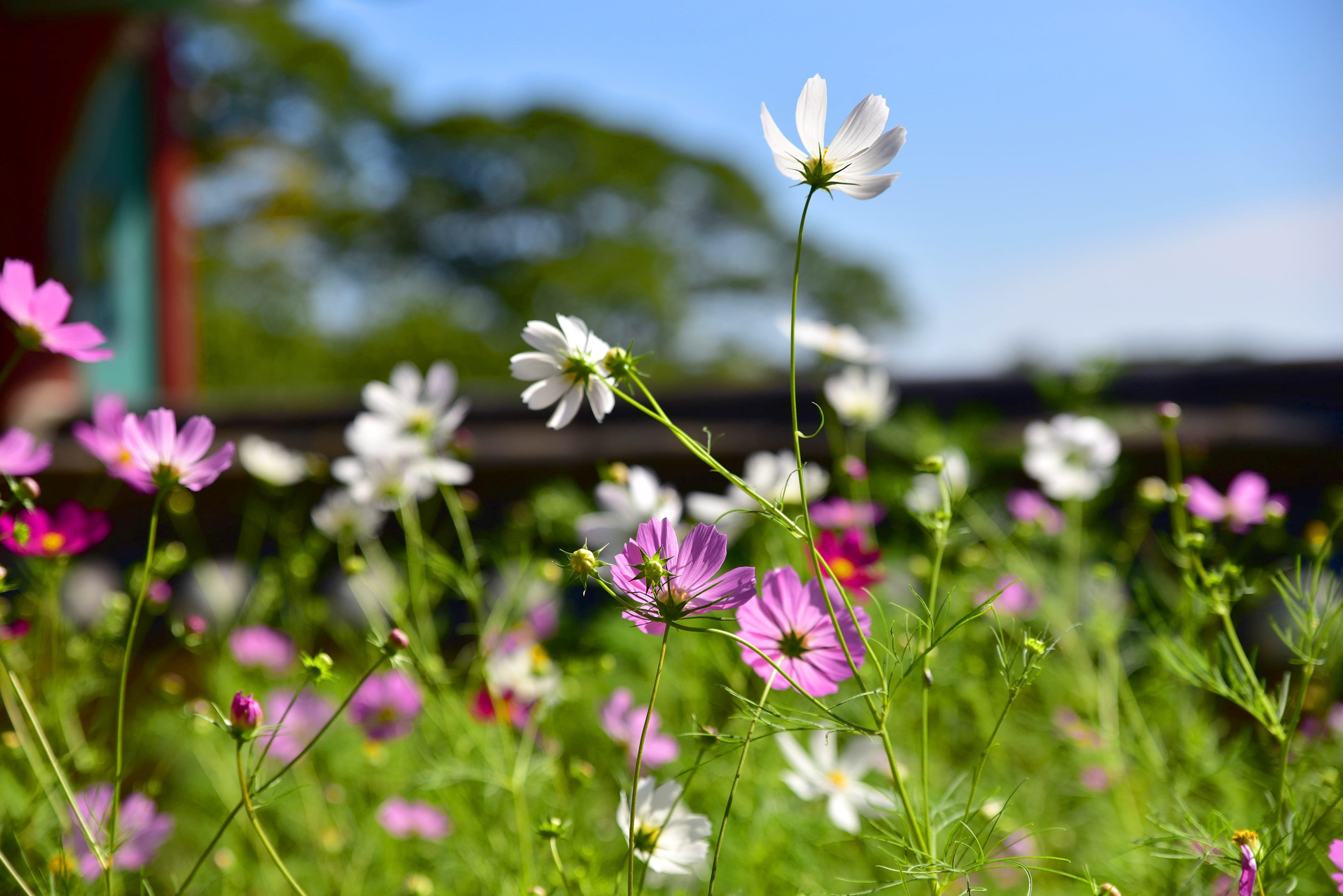 flower head, pink color, sky, flowerbed, outdoors, nature, roof tile, springtime, wood frame construction, cosmos, climbing, petal, cosmos flower, list table, HD Wallpaper