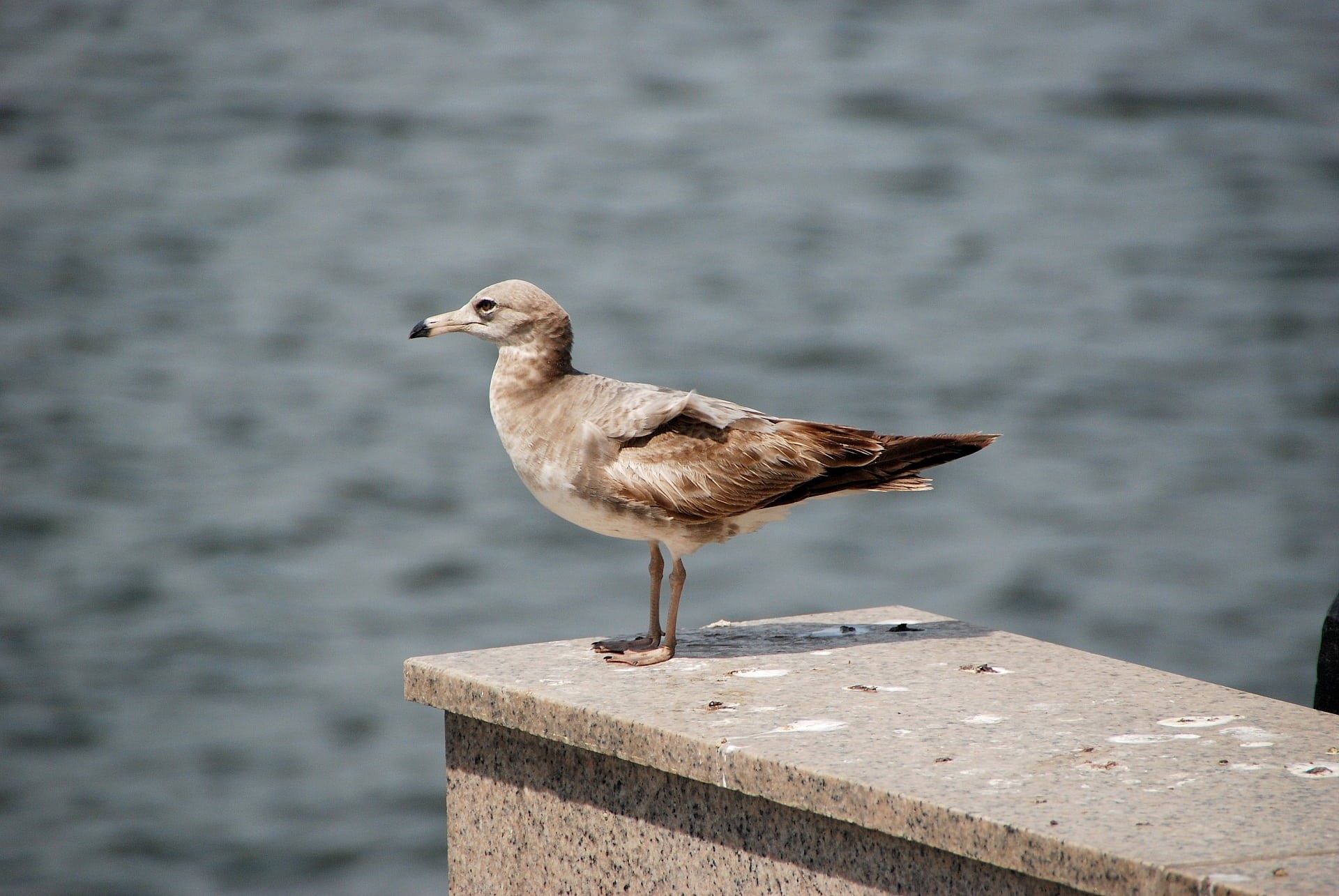 water, day, west coast, vertebrate, pier, wooden post, outdoors, birds, seabirds, new, animal wildlife, perching, animal themes, incheon beach, nature, HD Wallpaper