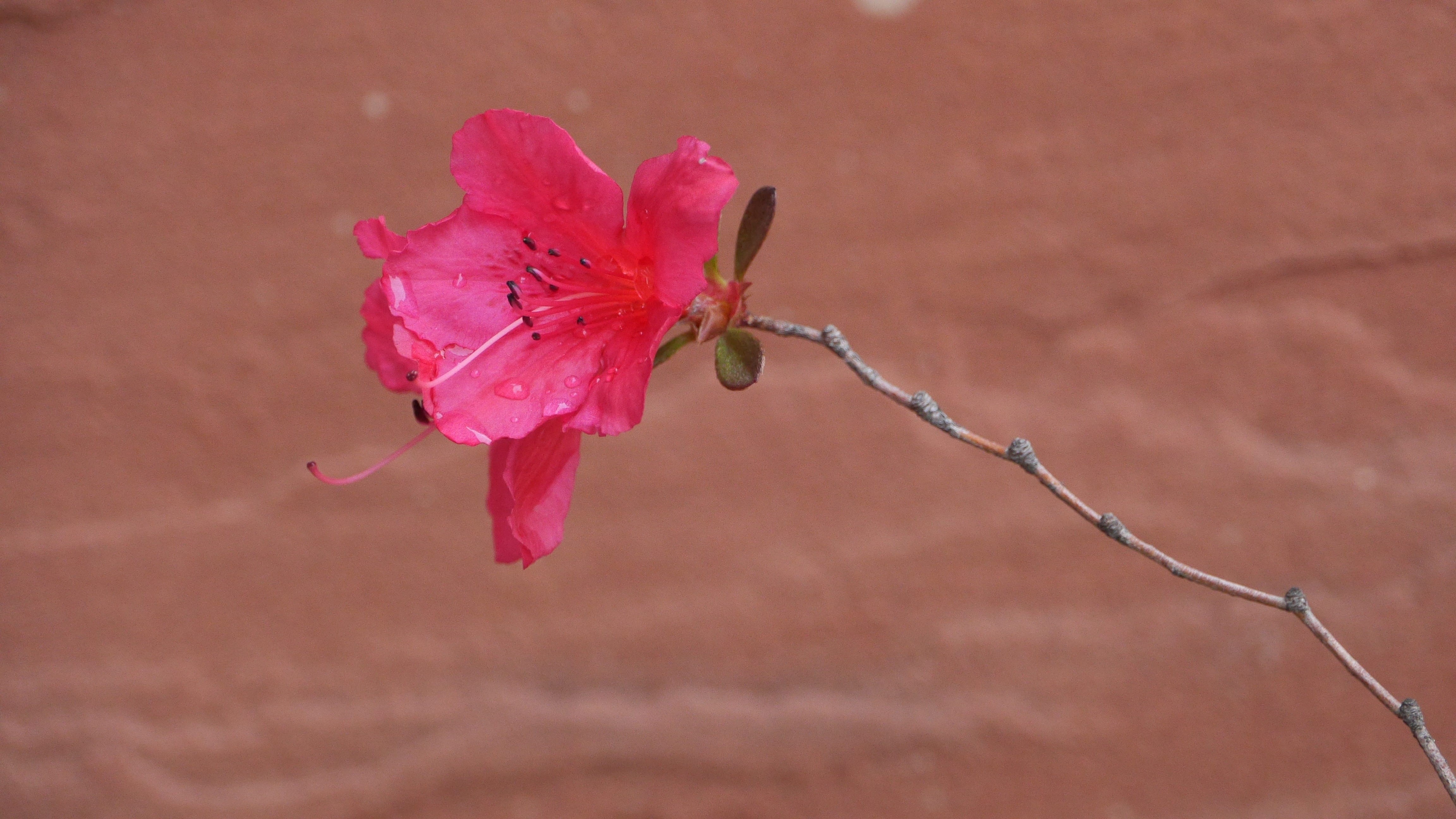 animal themes, plants, 4K, pink color, plant, day, flowering plant, no people, flower head, this type, freshness, vulnerability, flowers, petal, outdoors, HD Wallpaper