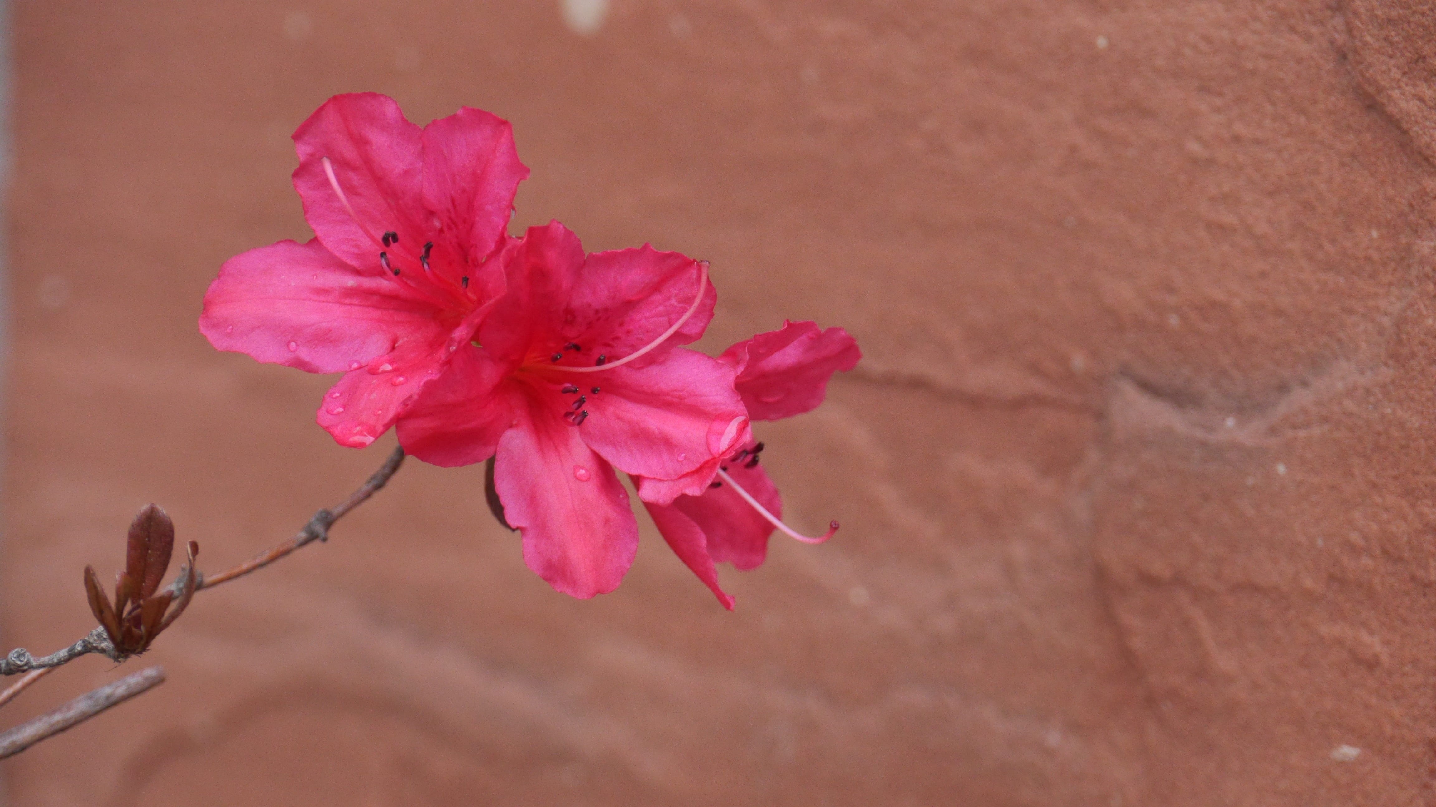 branch, pollen, plant, flowers, flower, beauty in nature, nature, day, flower head, arid climate, close-up, pink color, bud, blossom, fragility, outdoors, HD Wallpaper